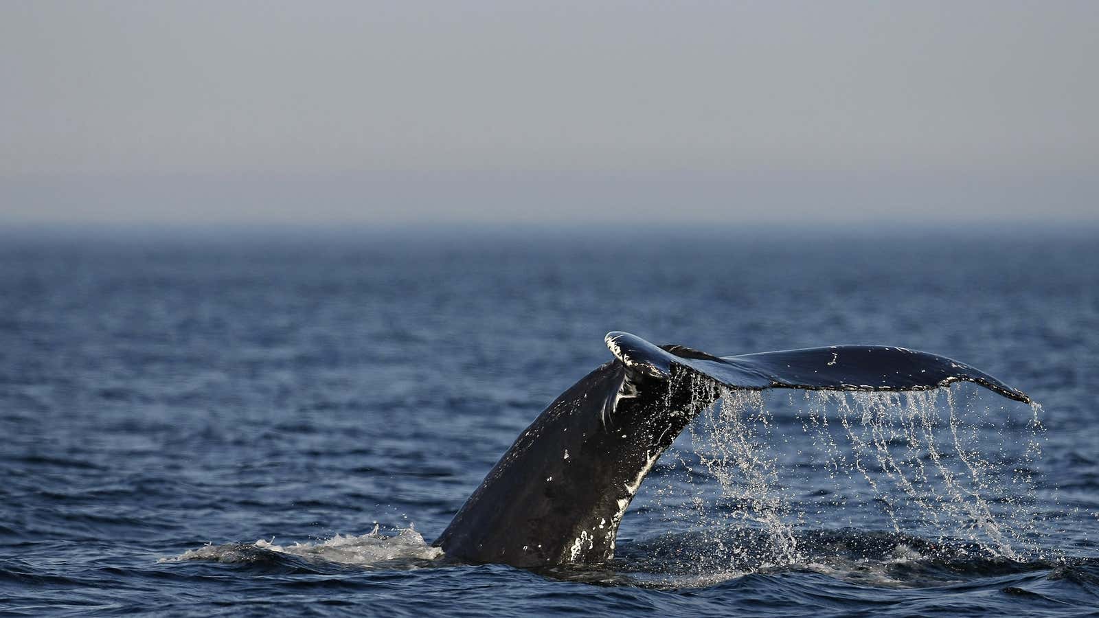 St. Lawrence River is home to several species of whales.