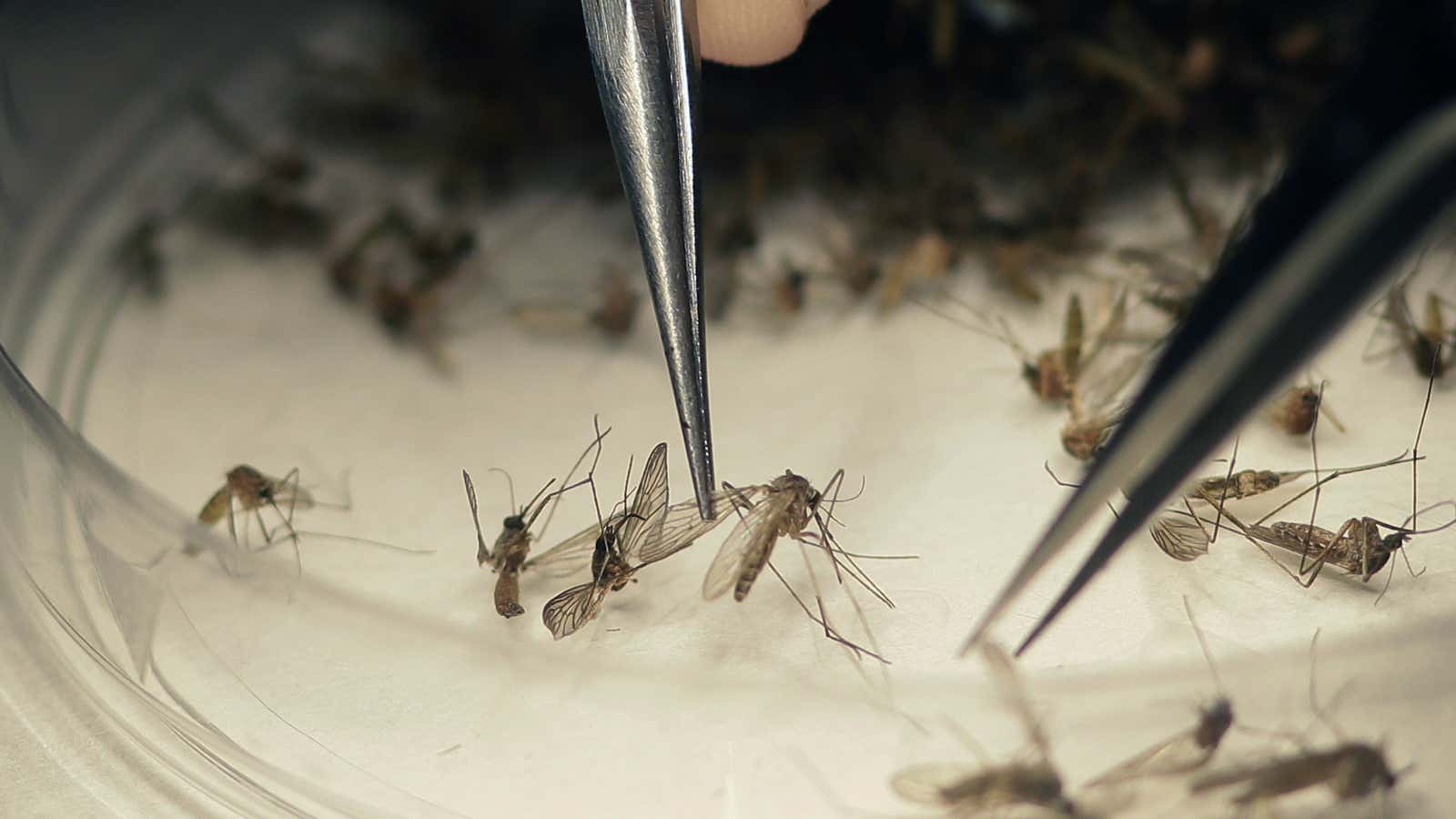 A microbiologist sorts mosquitos that may be carrying the virus.