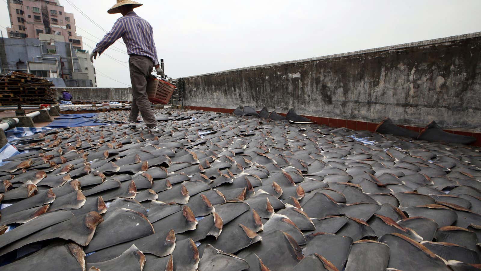 Demand for shark-fin soup drives global poaching and smuggling.