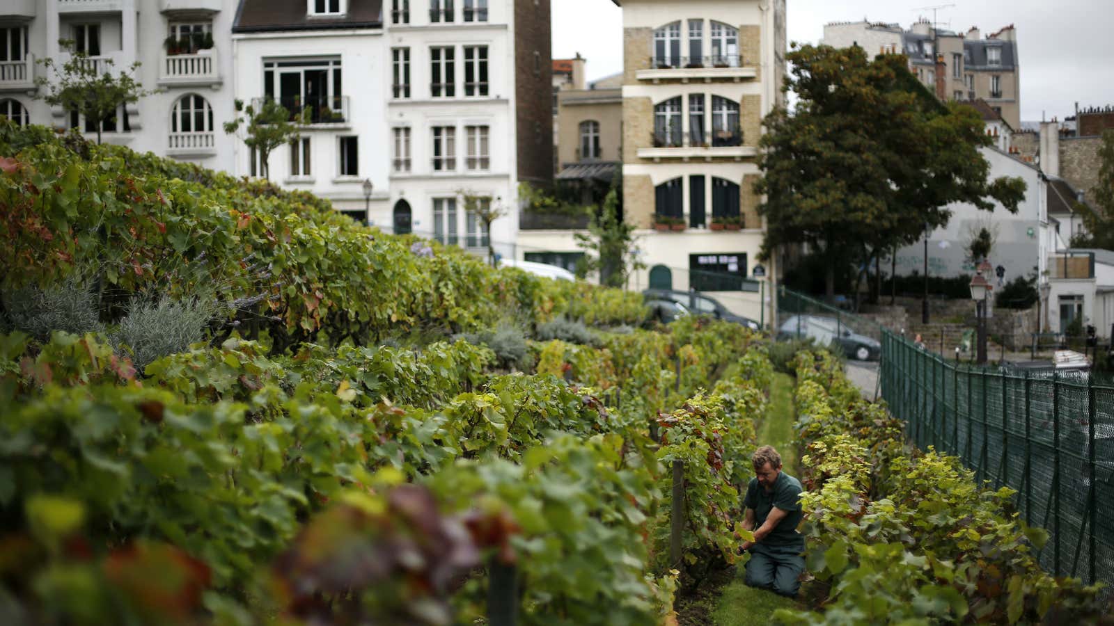 Clos Montmartre, in the shadow of Sacre Coeur.