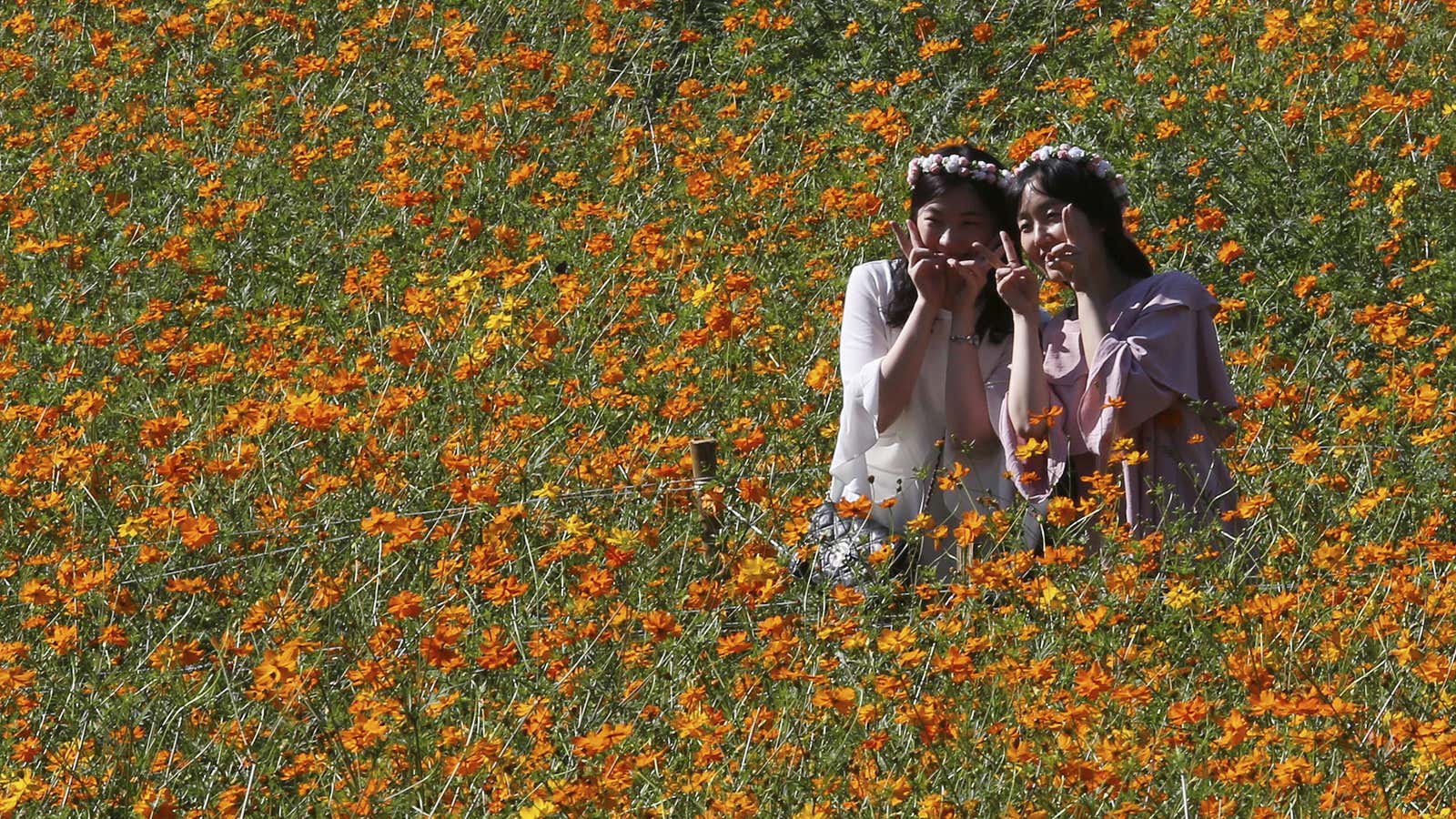 Women pose to take pictures in the middle of a field of cosmos flowers at the Olympic Park in Seoul, South Korea, Wednesday, Sept. 13,…