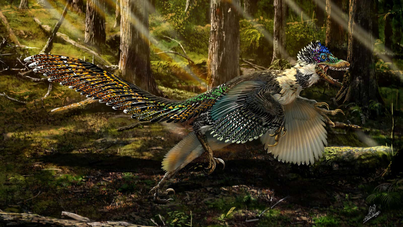 The feathery cousin of the beloved velociraptor