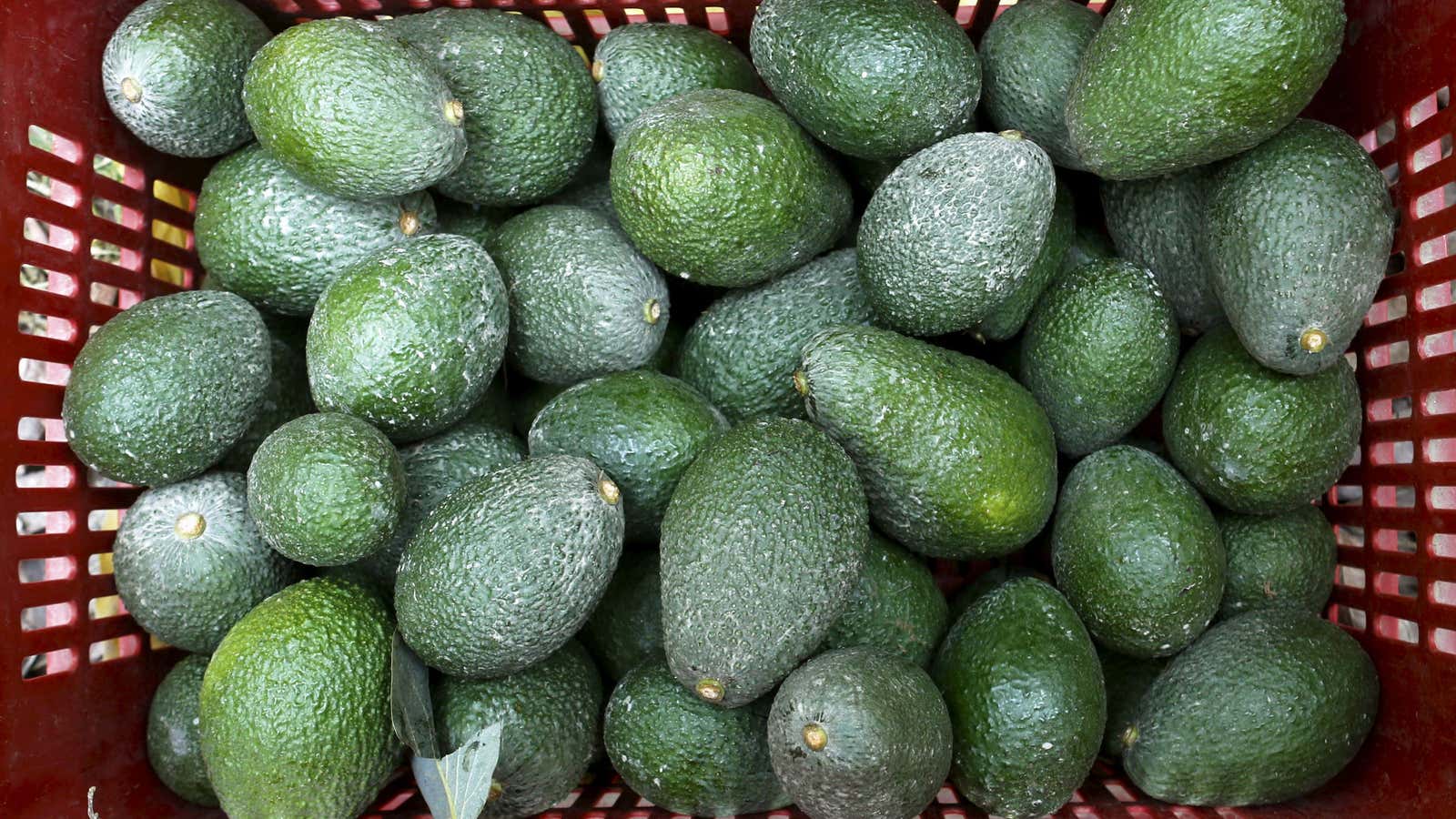 An increasing number of Chinese consumers are adding “alligator pears” to their diet.