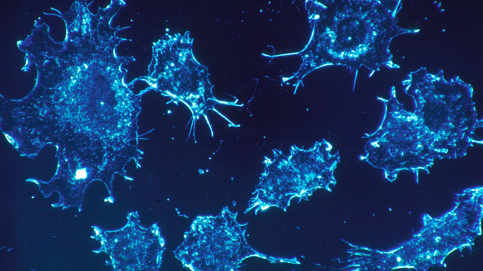 Cancer cells are larger than healthy blood cells.