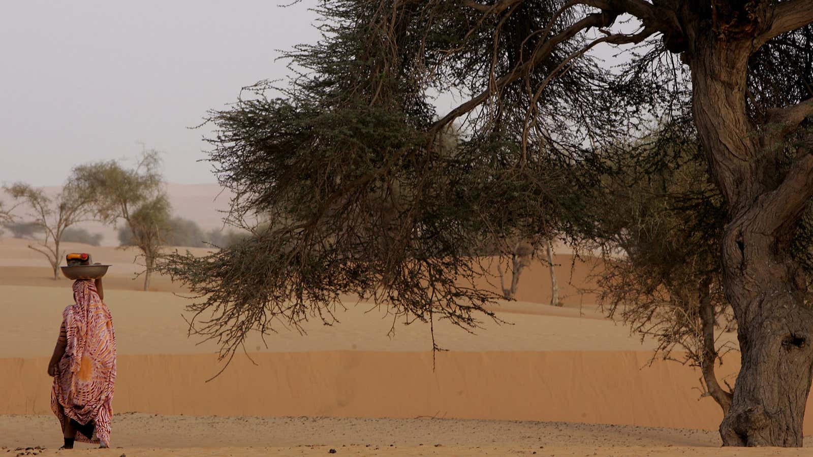 Research shows a host of trees retreating from the arid region south of the Sahara Desert known as the Sahel.