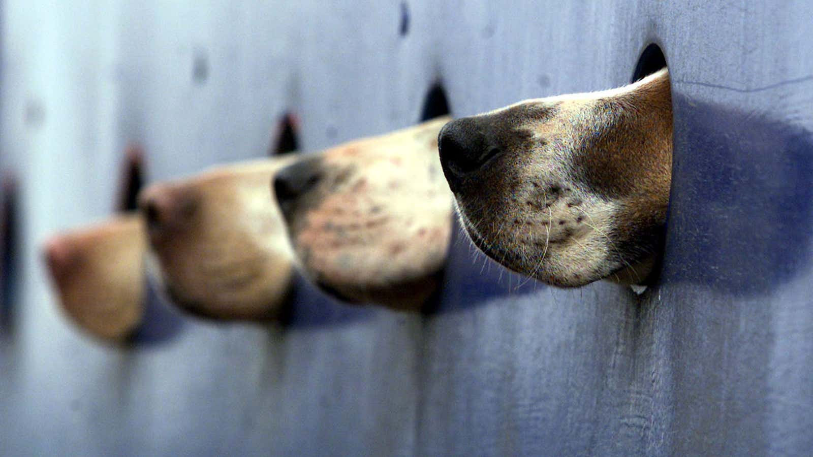 Dogs’ can lend us humans a helping nose.