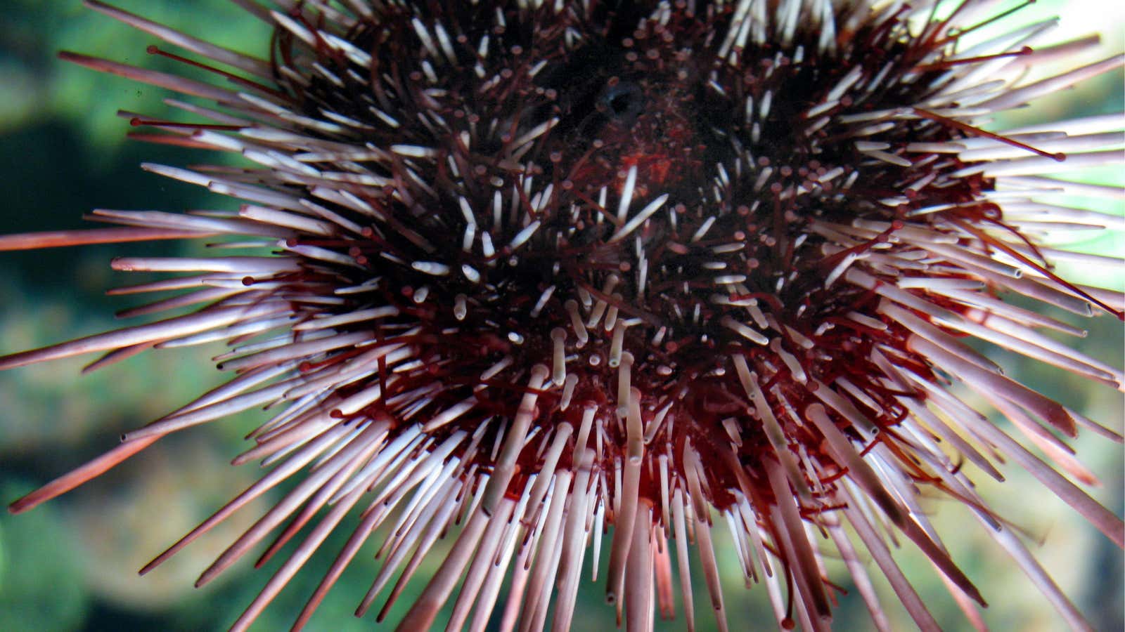 Sea urchin genes? Someone’s got a patent on it.