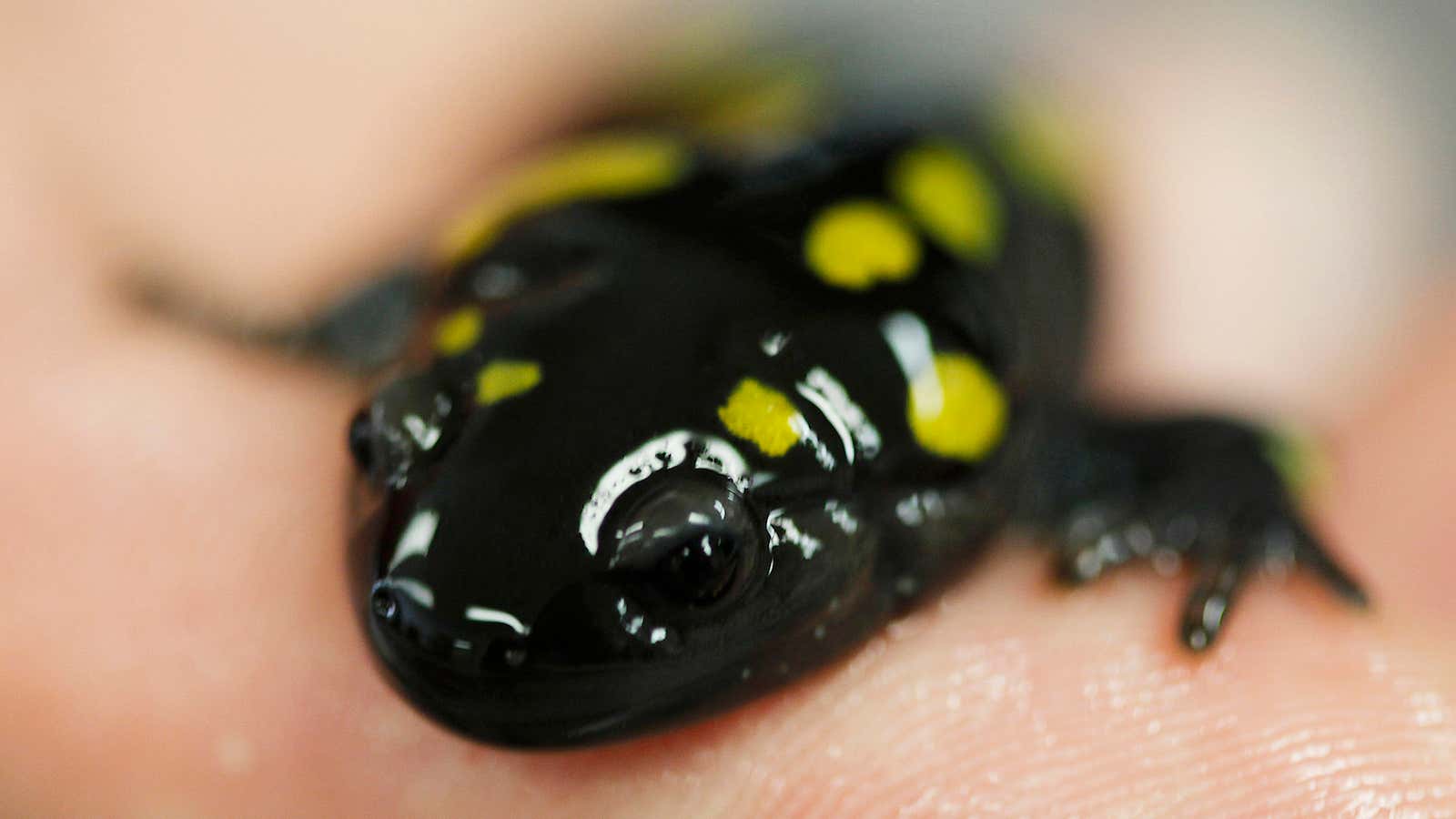Hanging out with amphibians can lead to important revelations.