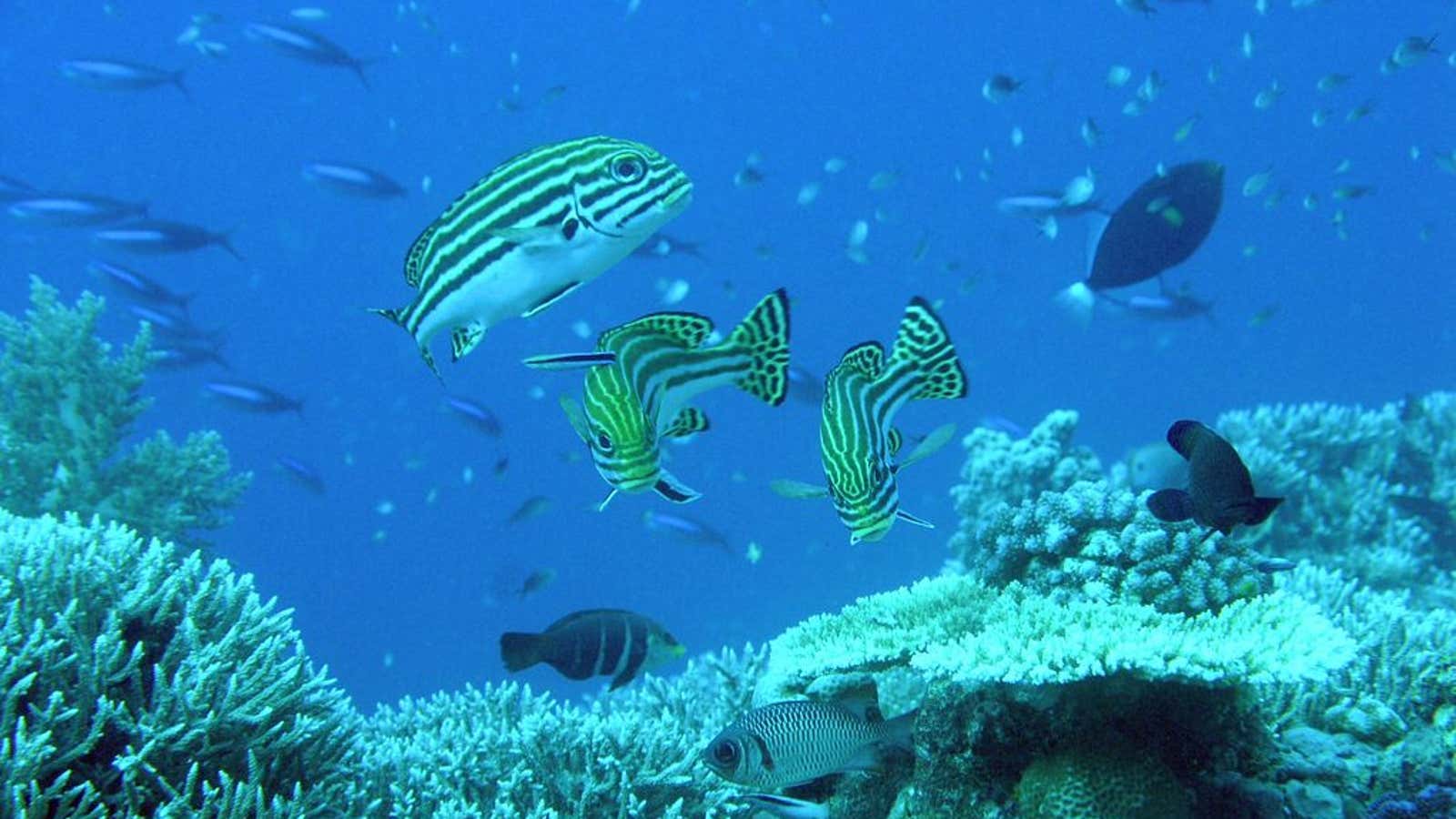 Underwater beauty near Swallow Reef.