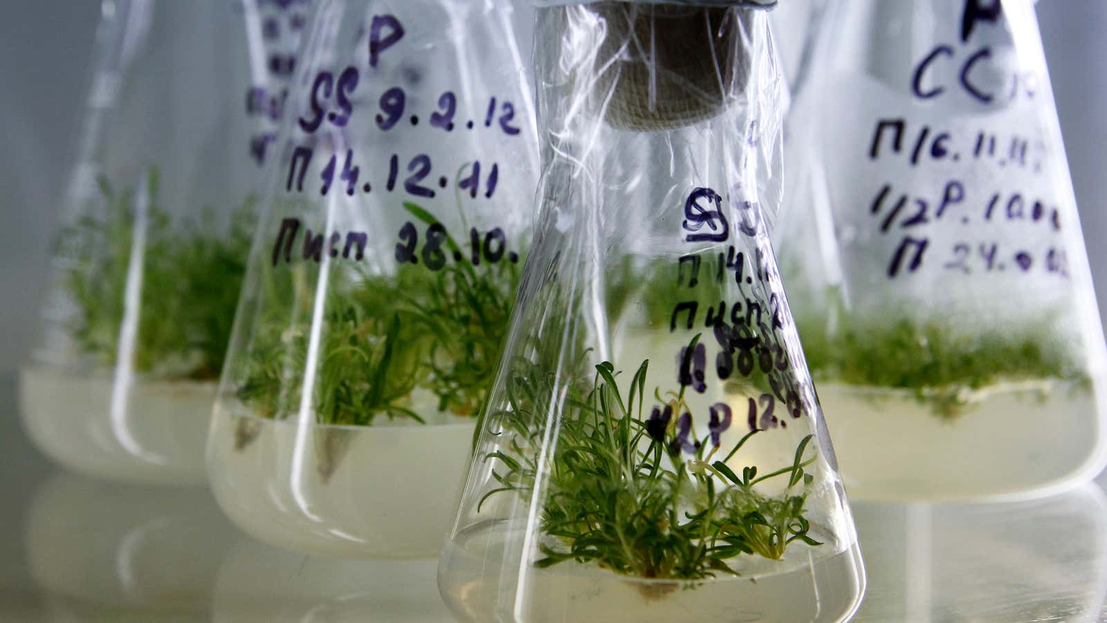 Genetically altered seeds will feed the next billion whether we like it or not.