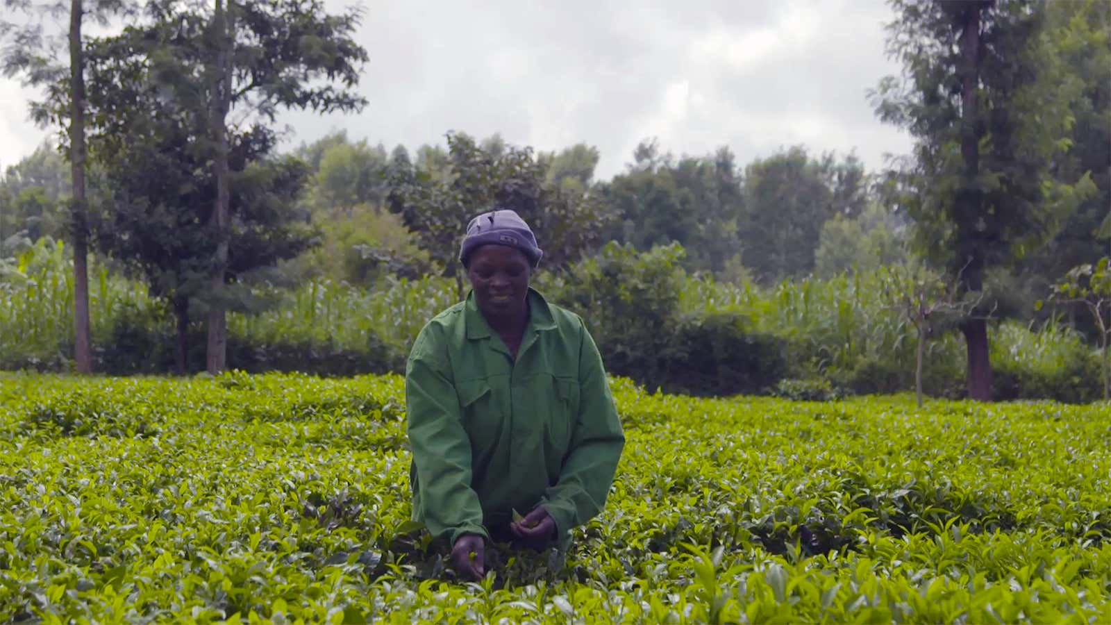 Tech startups in Kenya are helping to make sure that farmers are paid fairly and quickly for their products.