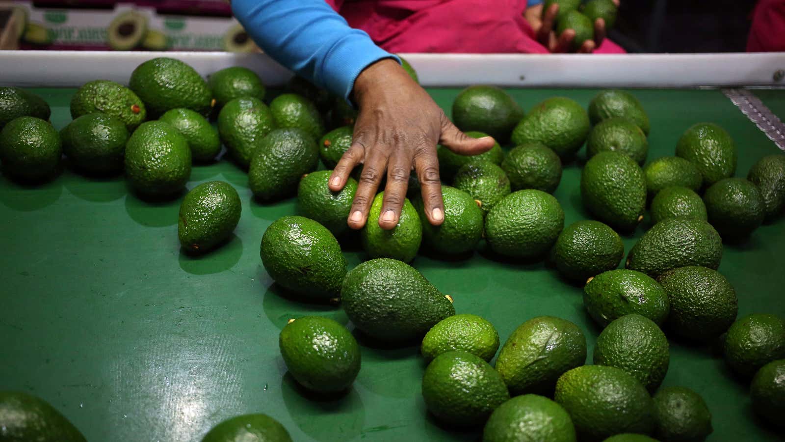 Mexico is the dominant producer of avocados.