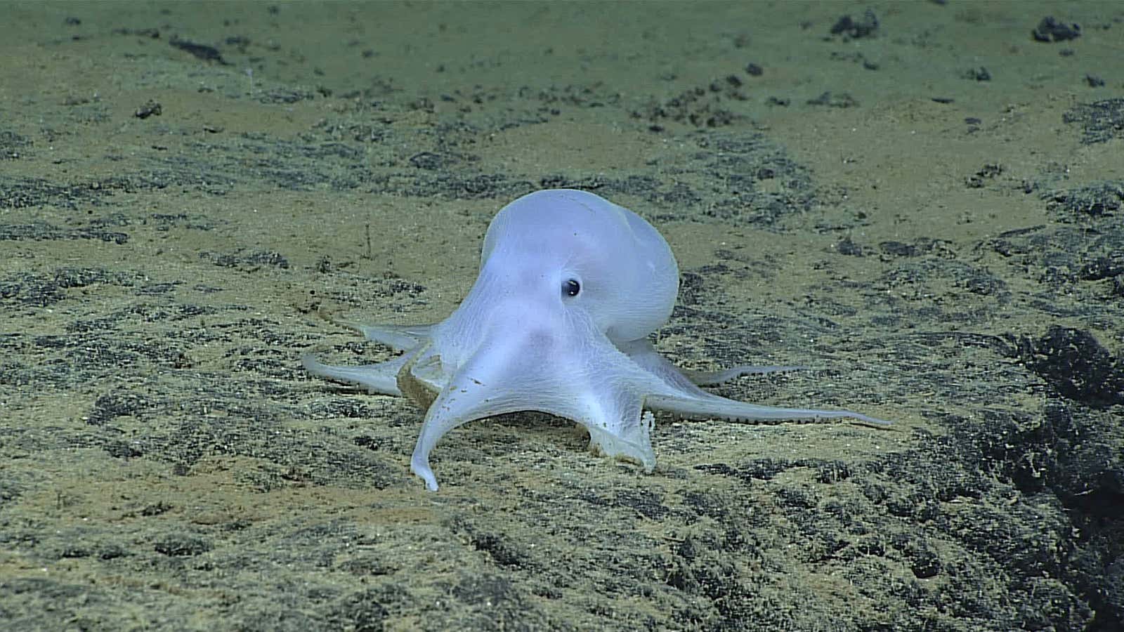 The ghost-like octopod called “Casper.”