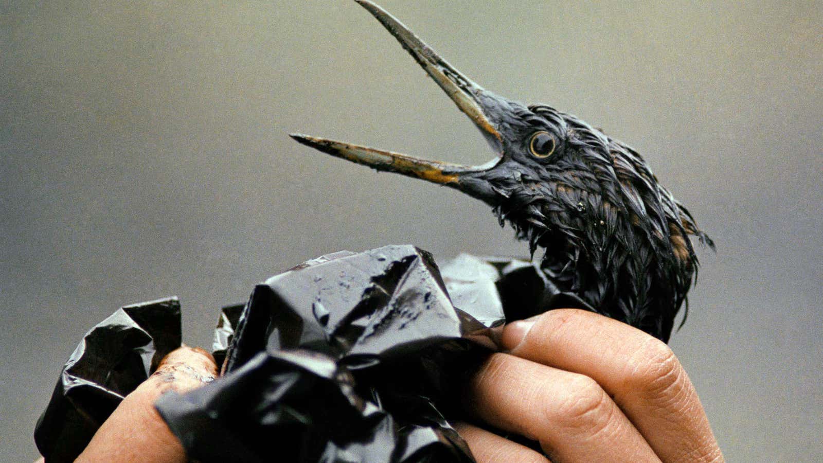 An oil-covered bird is examined on an island in Prince William Sound, Alaska in April 1989.
