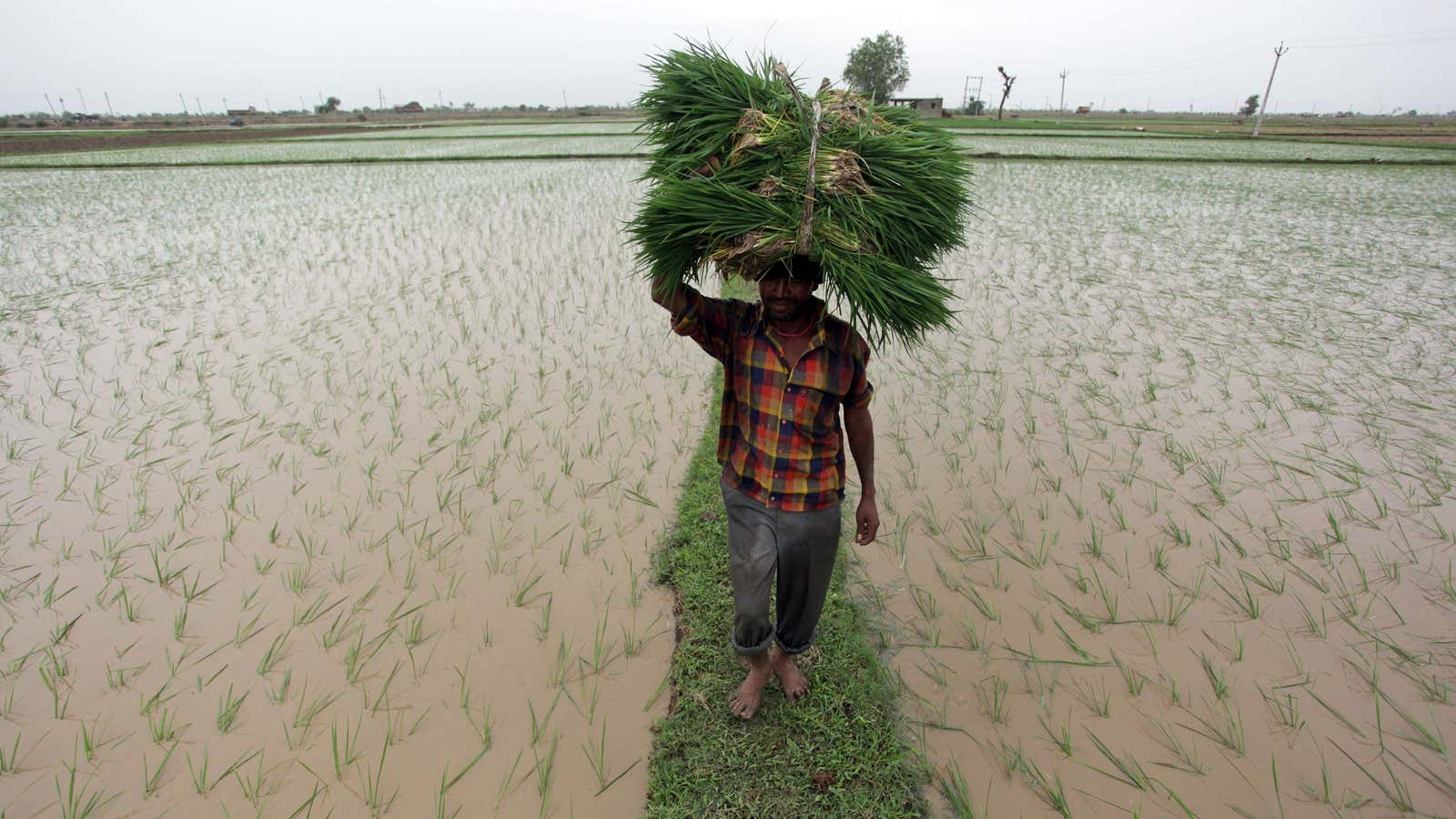 India’s quibble is over restrictions to its massive food security programme.
