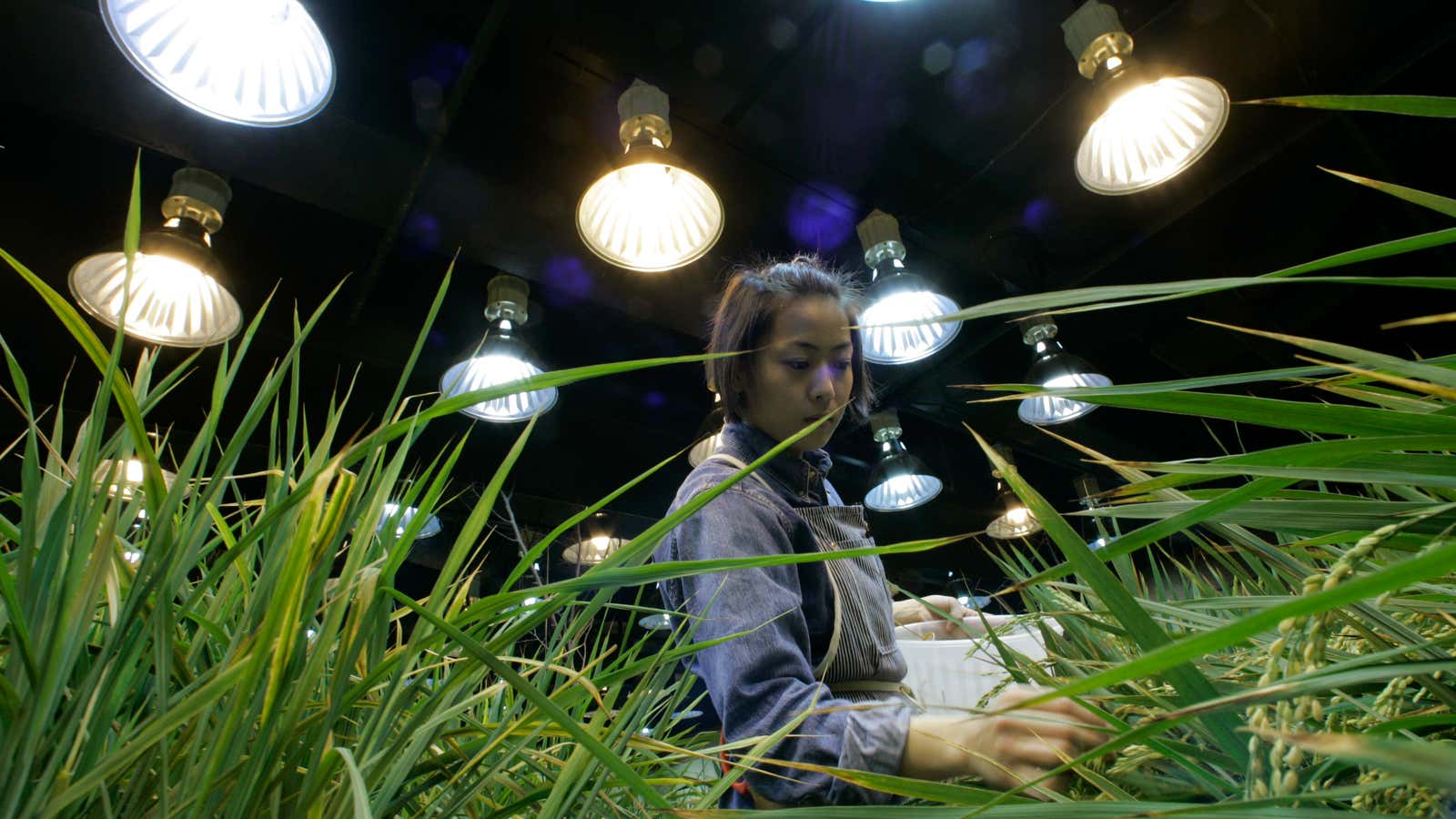 A Pasona O2 employee picks weed from a rice field which is being grown using artificial light and hydroponics in Tokyo.
