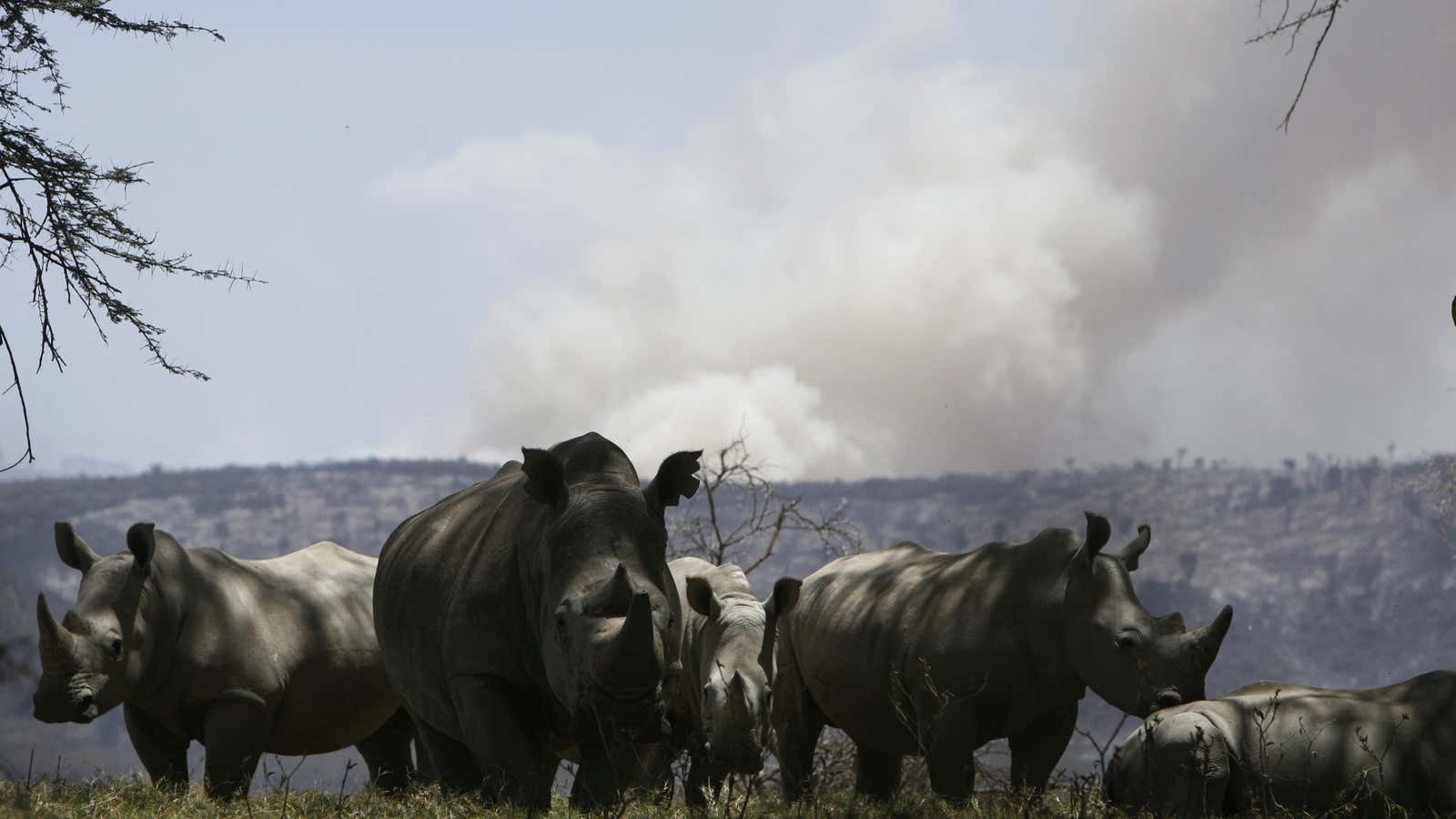 Smoke rises from a bush fire behind rhinoceroses at Lake Nakuru National Park in the Rift Valley in Nakuru, west of Nairobi in 2008.