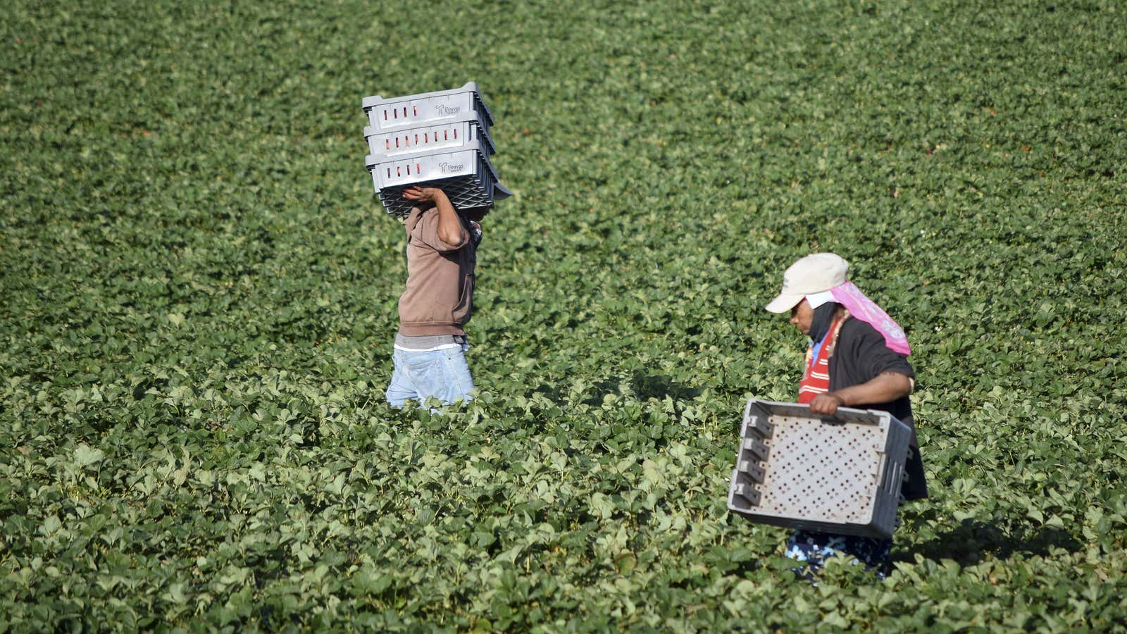 An app could help many farm workers escape death from high temperatures.