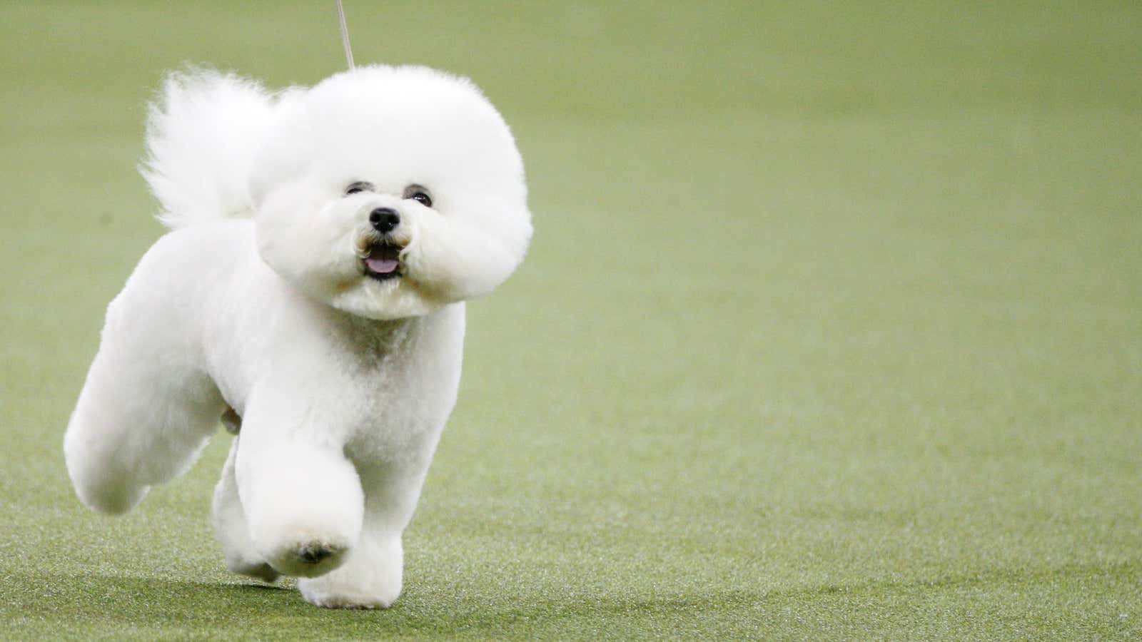 Meet Flynn, the bichon frise who took home last year’s “Best in Show” title
