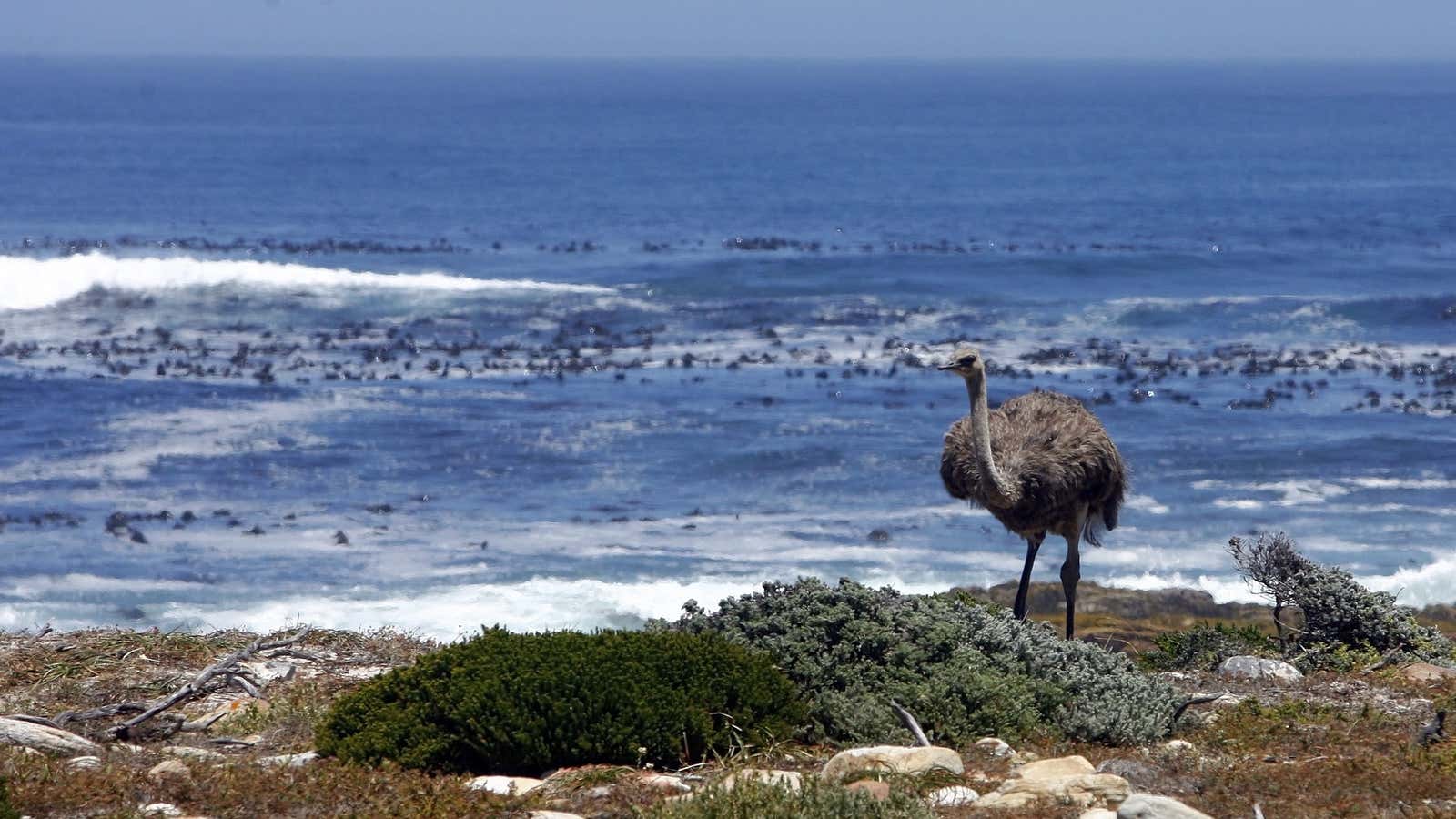 An ostrich walks next to the Atlantic Ocean at South Africa’s Cape of Good Hope.. Few people know that the southern Atlantic Ocean was once referred by mapmakers as the Ethiopian ocean.