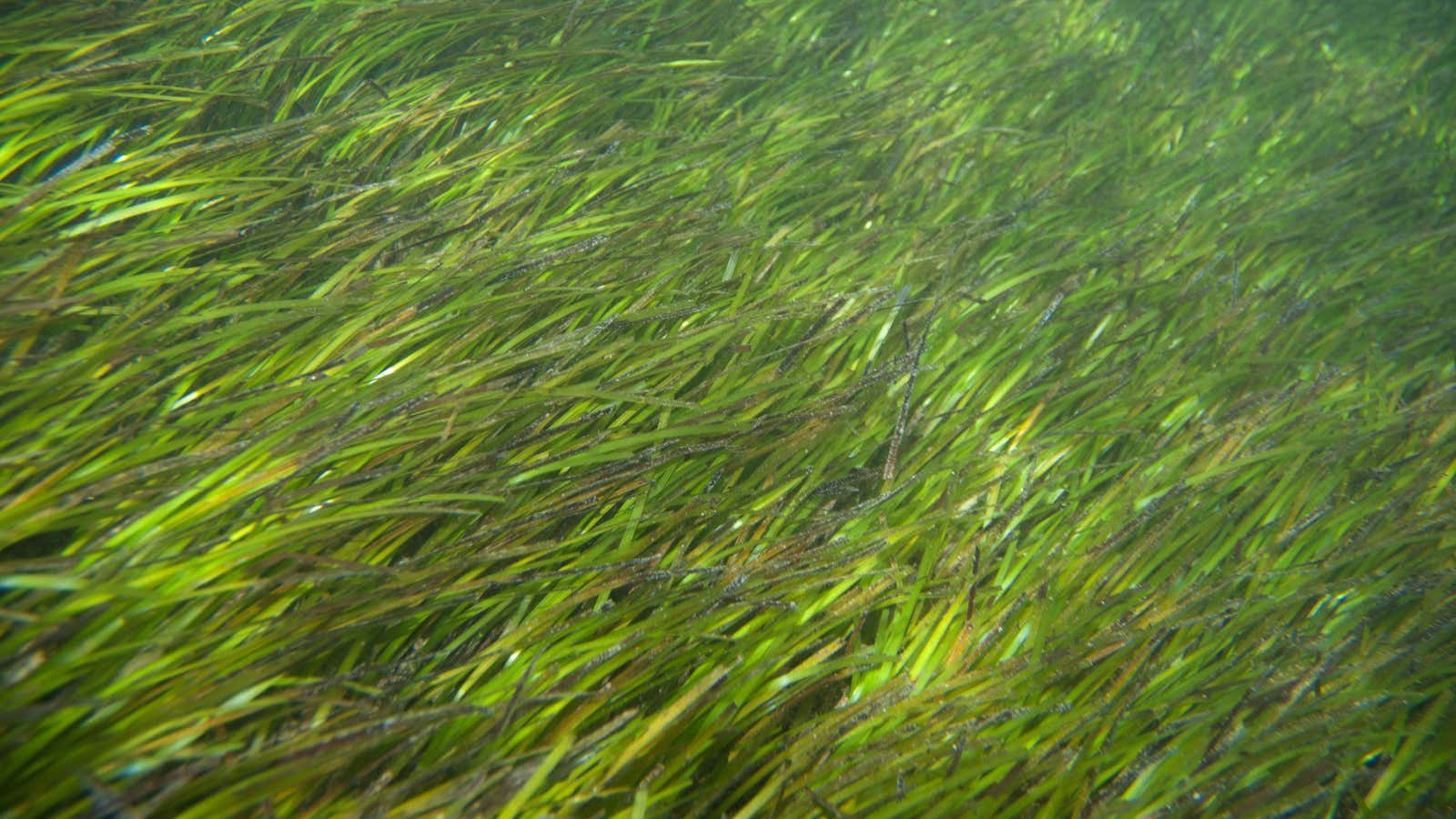 Overfishing and coastal pollution have taken a toll on seagrasses, depleting them at an alarming rate.