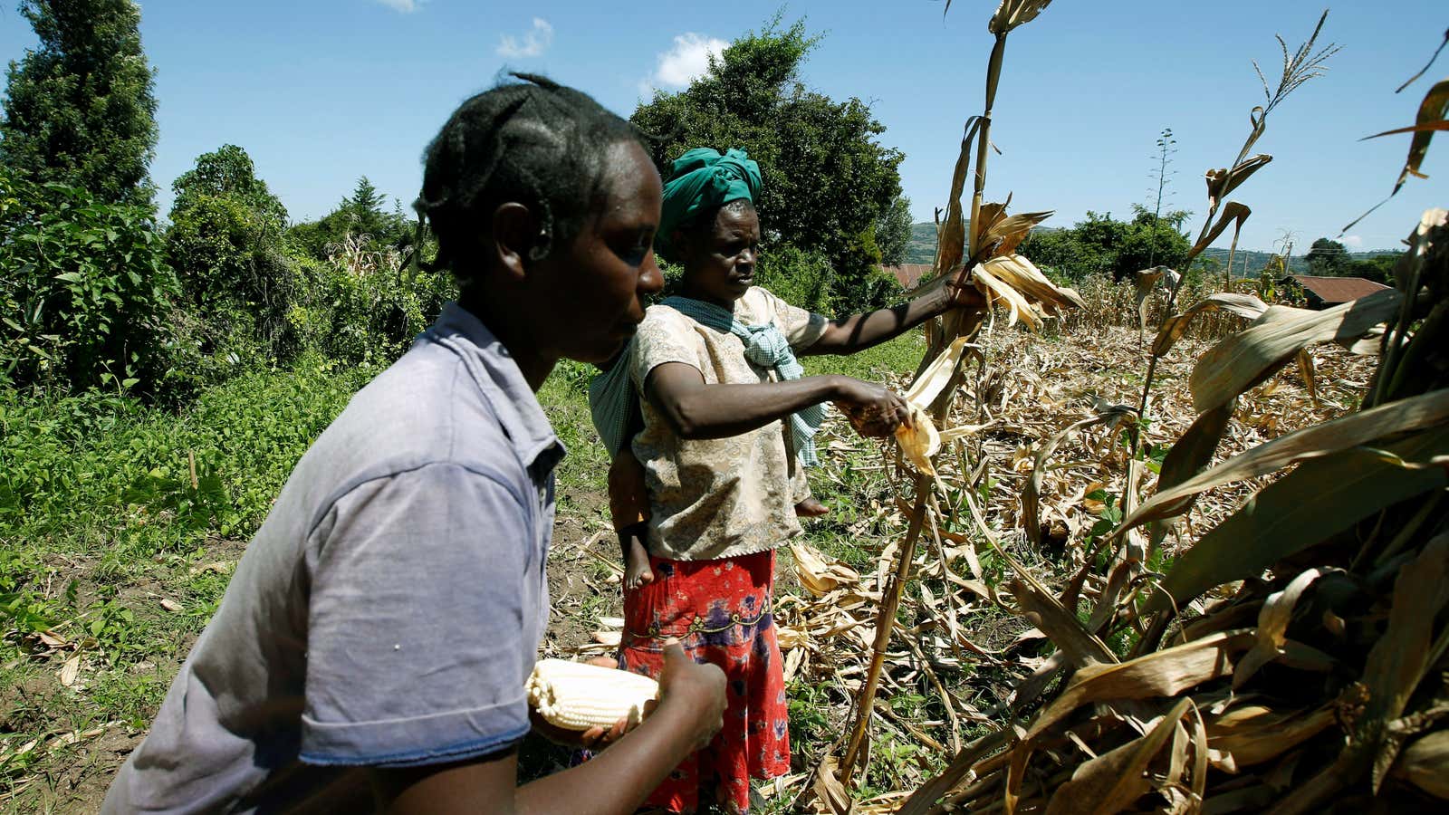 Harvest time in Sigor village of Bomet County, Kenya, May 28, 2020.