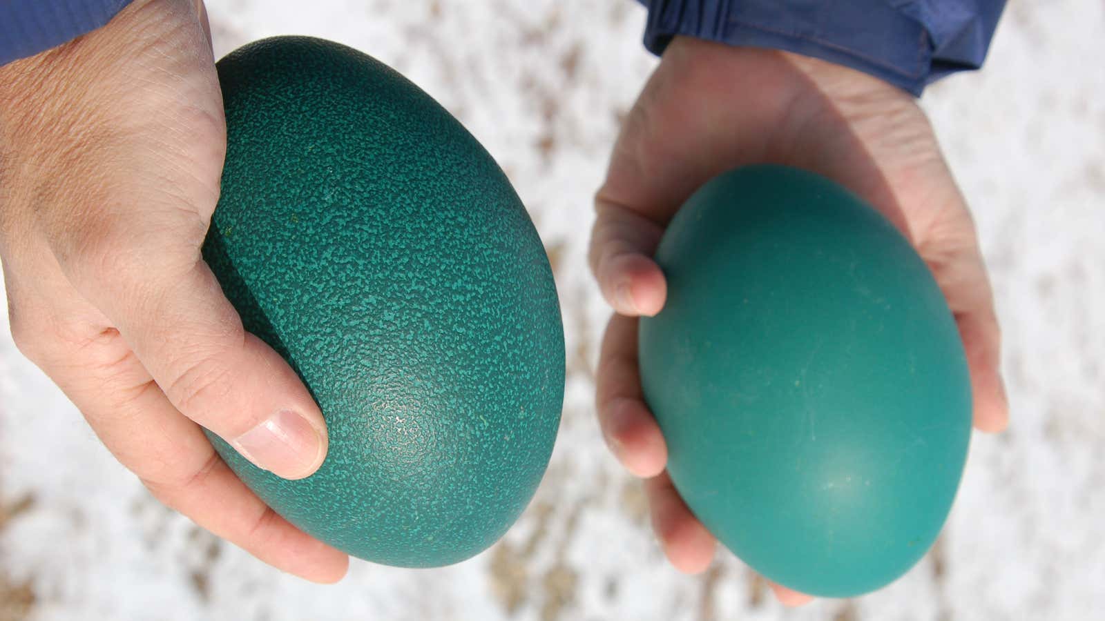 Emus, their eggs shown above, can reach almost 90 pounds. Recent research suggests that 50,000 years ago, humans helped drive a 500-pound Australian bird into extinction by eating its eggs.