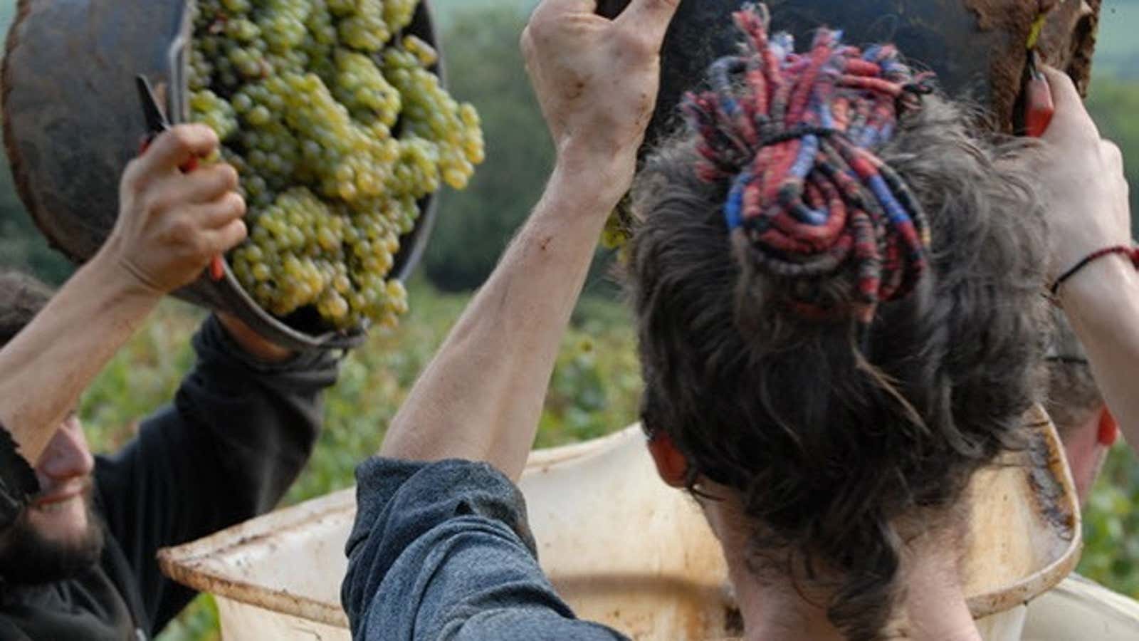Harvesting Chardonnay grapes at the organic Domaine Guillot-Broux