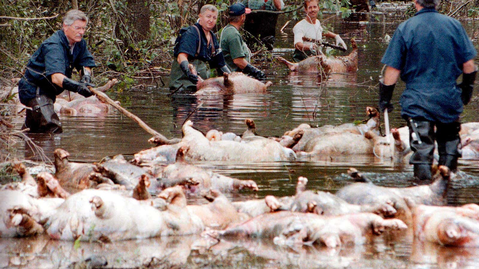 About 21,000 hogs drowned in 1999 in Hurricane Floyd’s floodwaters. In this 1999 image, drowned hogs are retrieved from a flooded North Carolina road.