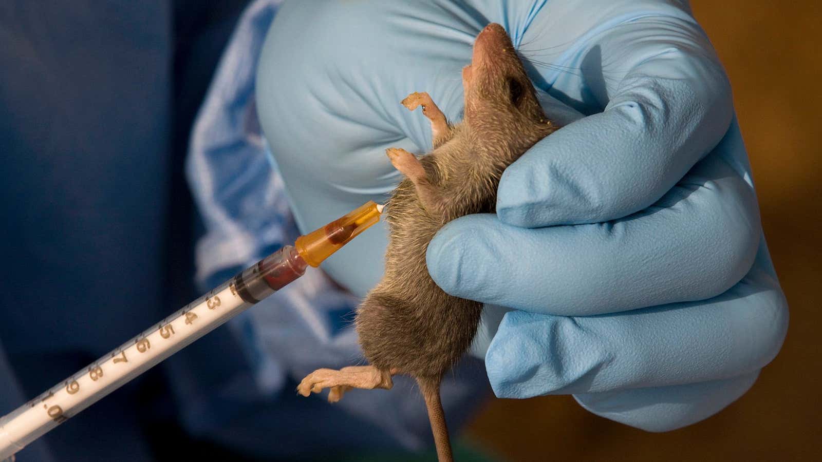 An ecologist extracts a sample of blood from a Mastomys Natalensis rodent