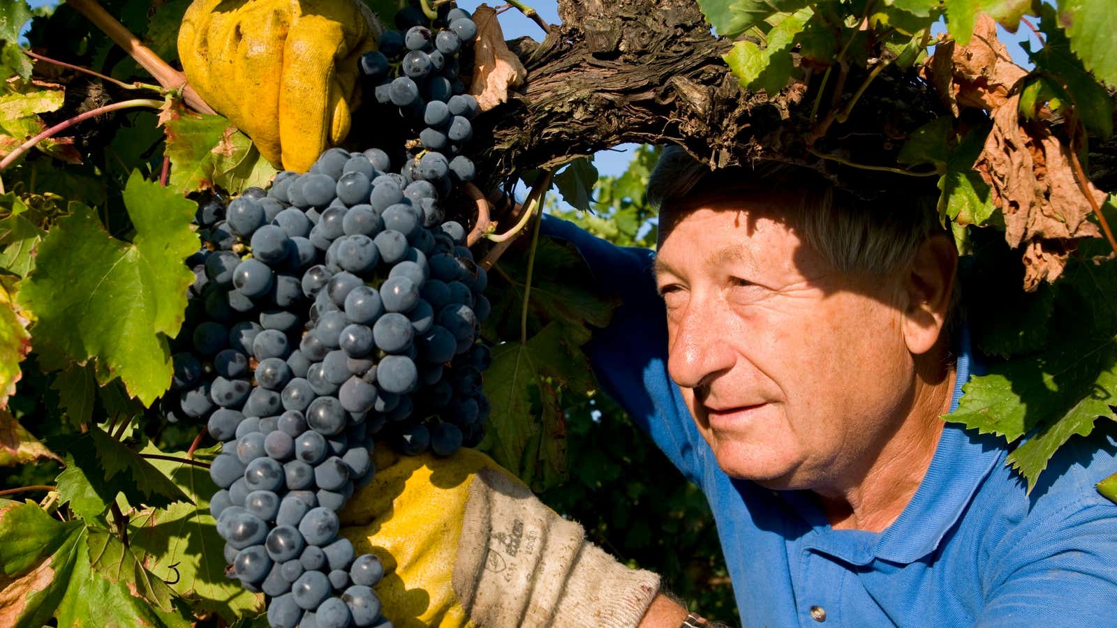 Sergio, a grape picker, snips a plump Sangiovese cluster at the Umberto Cesari vineyards.