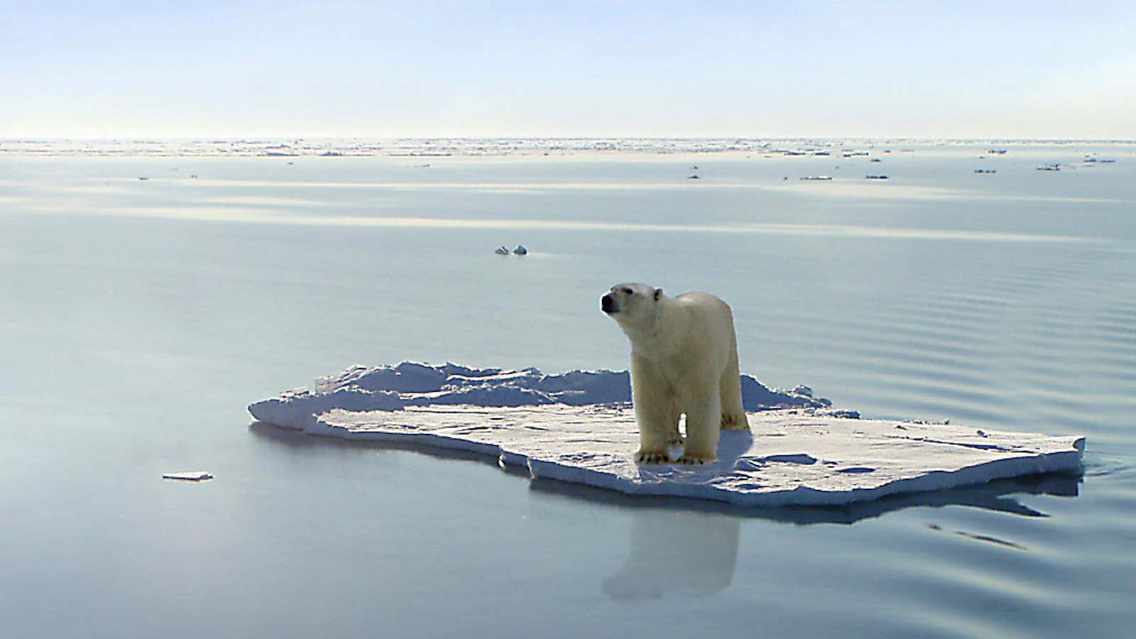 The problem is as much about politics as it is about polar bears.