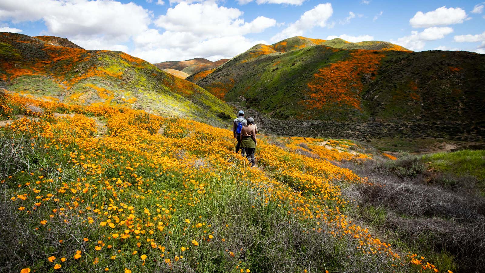 A group walks through the super bloom in Walker Canyon on March 8.