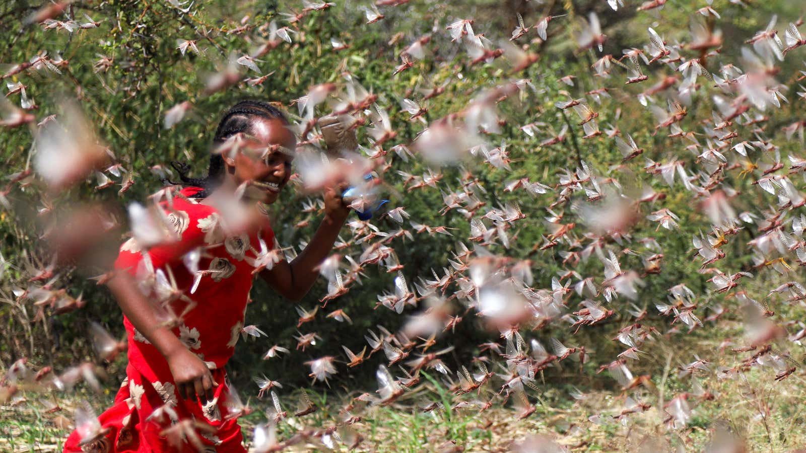 Fend off desert locusts on farm in Ethiopia