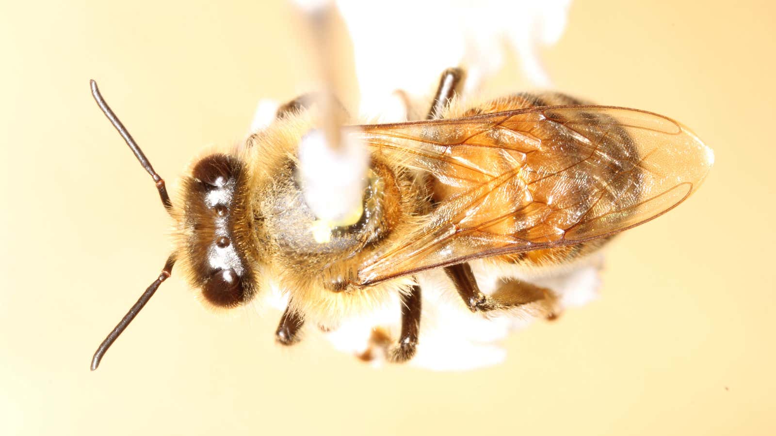 To measure the bees’ flight behavior, the scientists mounted harnesses to their backs