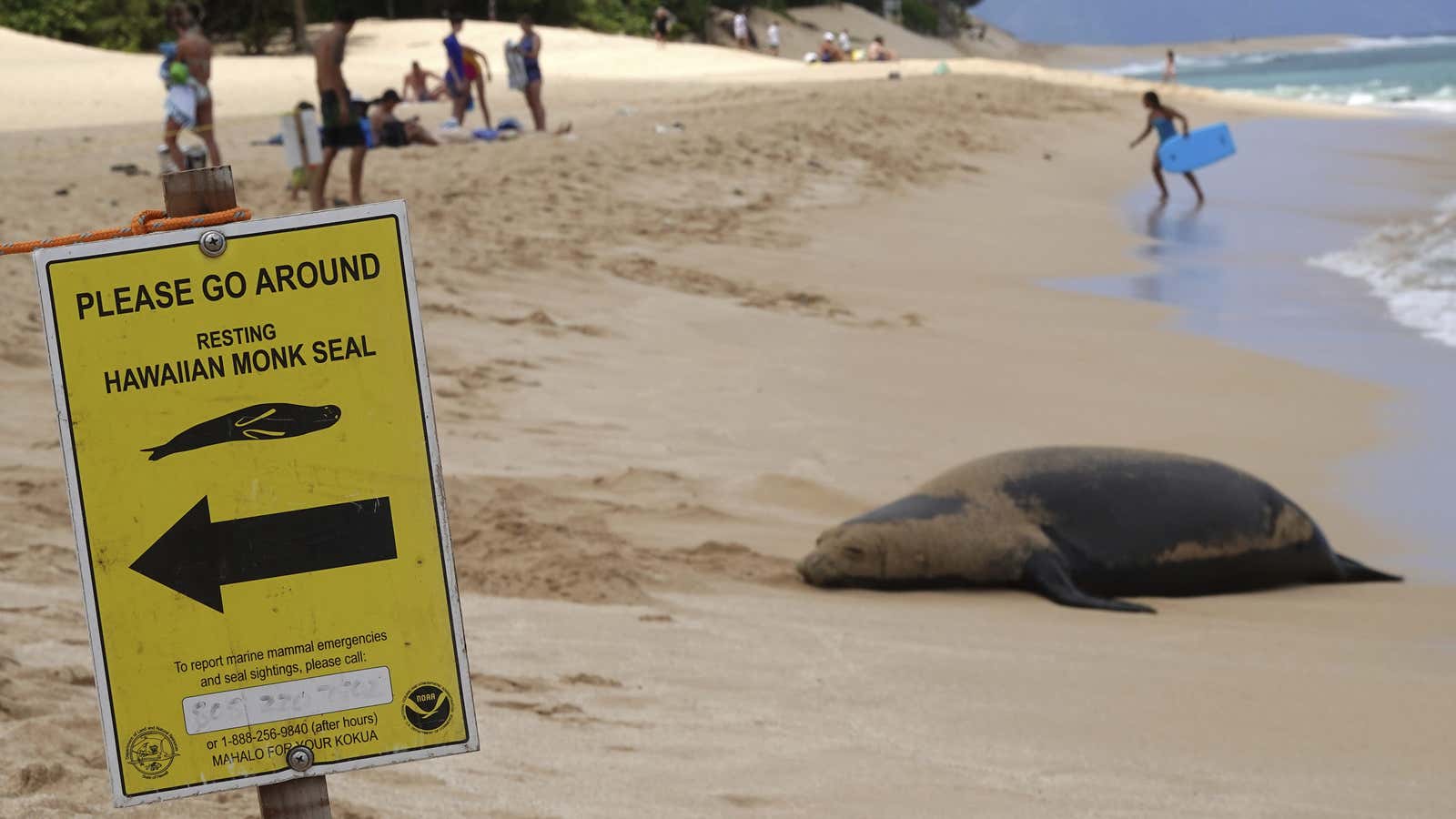 Hawaiian monk seals have been protected since 1976.