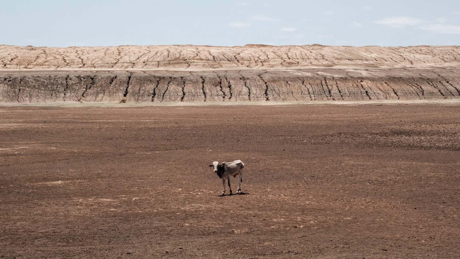 An emaciated cow stands at the bottom of the water pan that has been dried up for 4 months in Iresteno, a bordering town with Ethiopia, on September 1, 2022.
