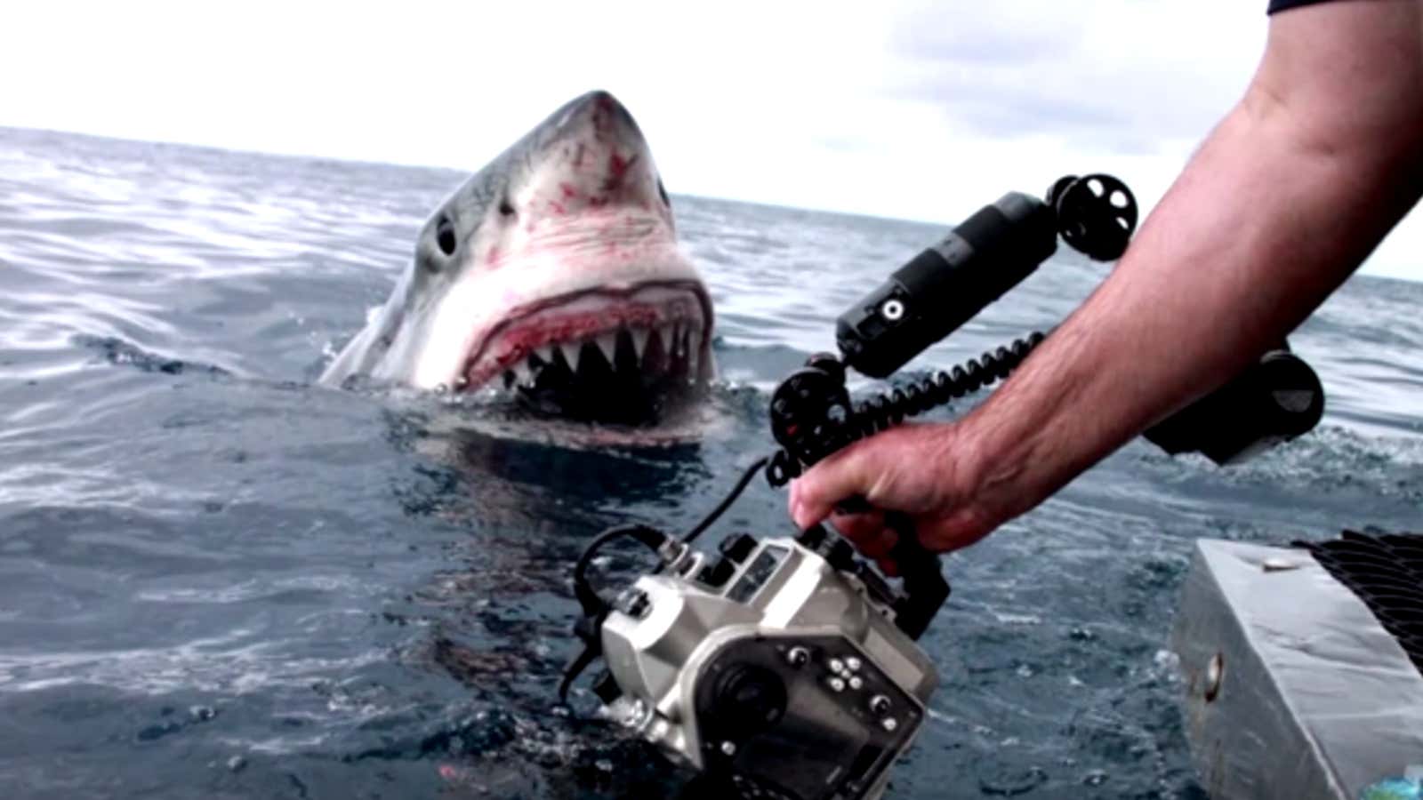 Video: Incredible Great White shark “researches” with her mouth