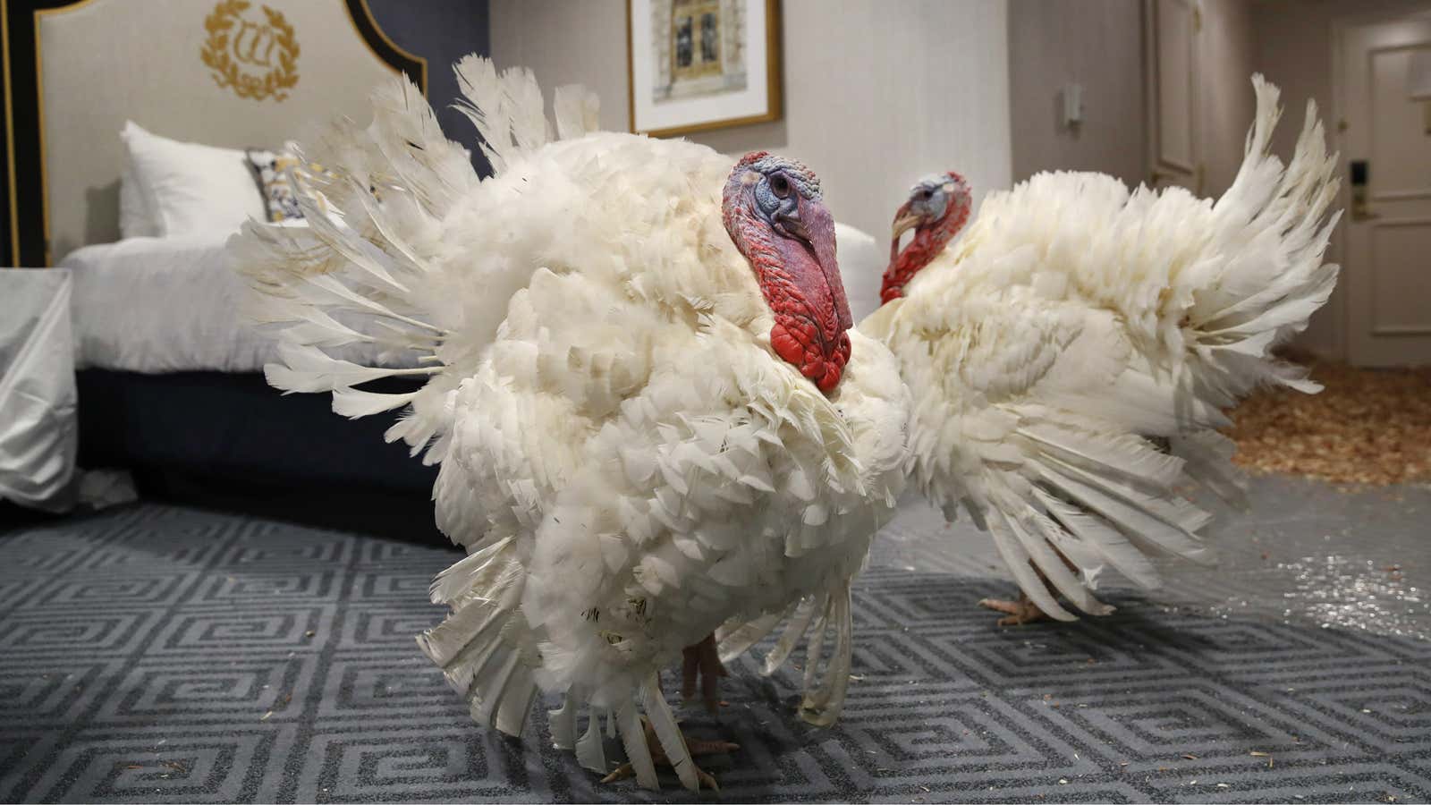 The supercharged turkey.