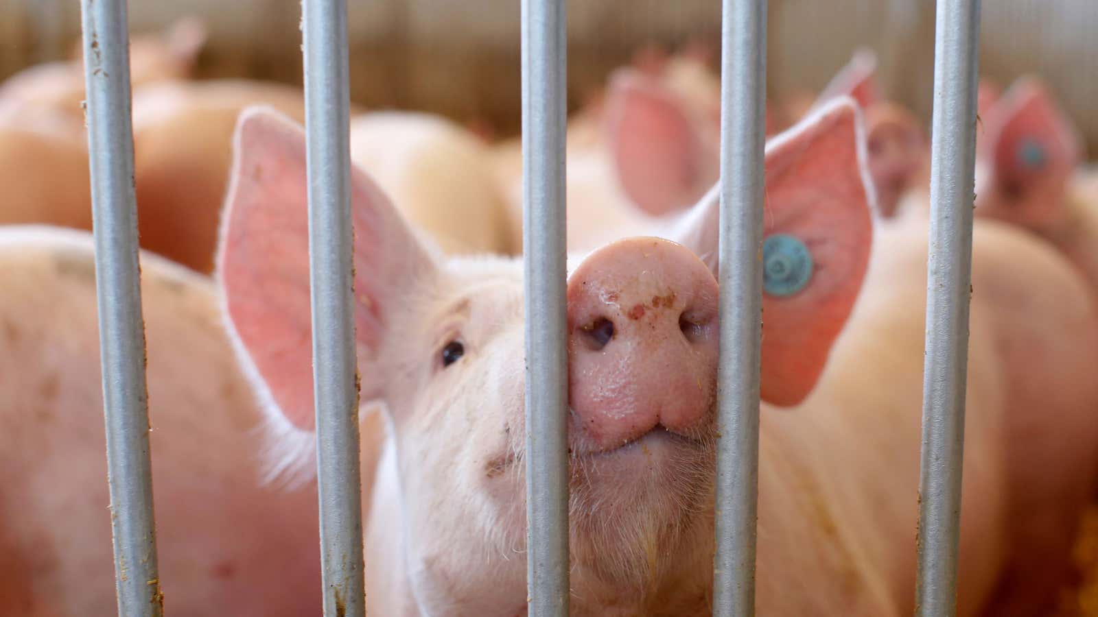 The work in pigs opens the door for life-saving clinical applications in the future.