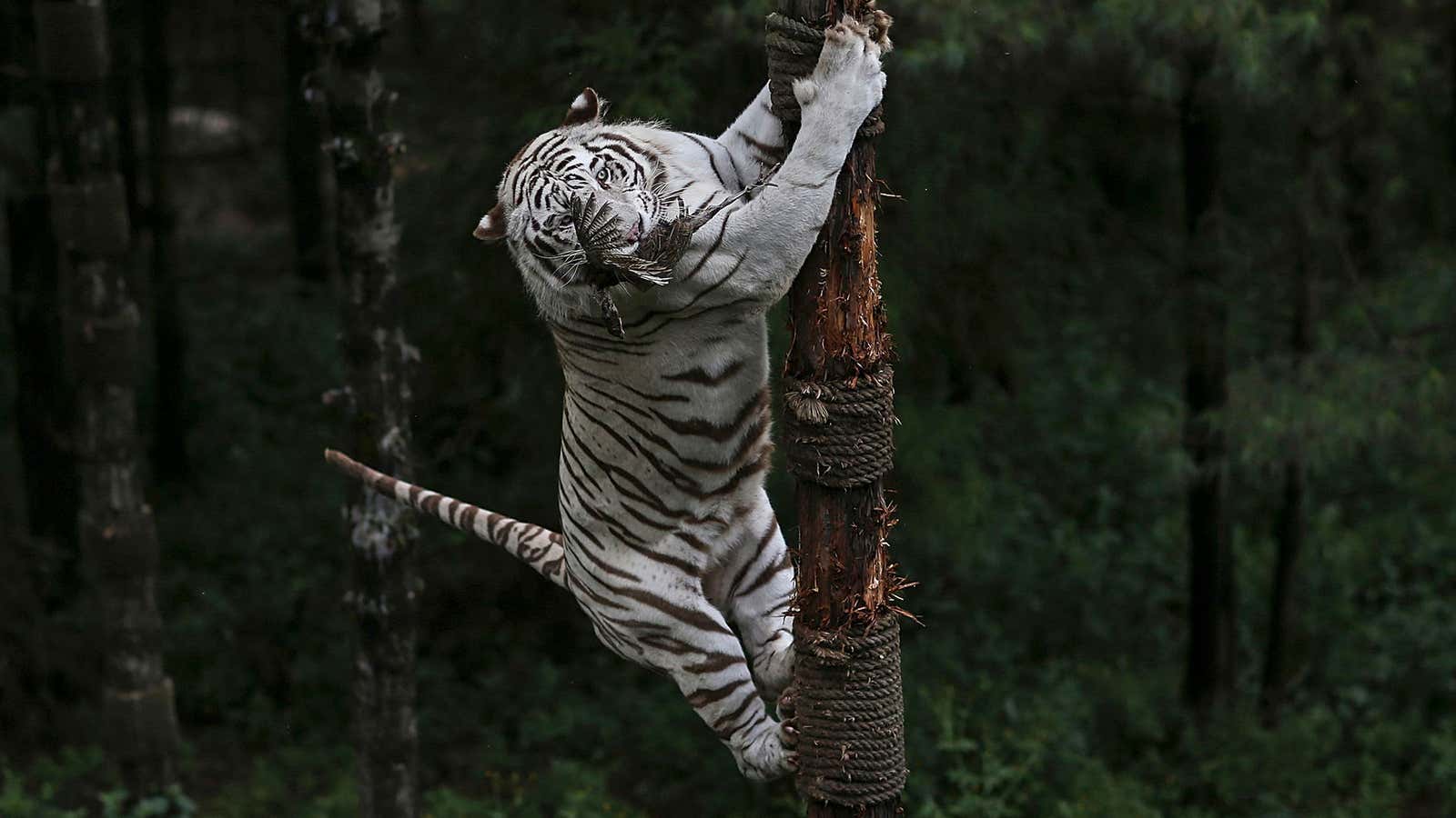 A 6-year-old female White Bengal tiger climbs on a tree as it catches a pheasant hanged by a keeper, at Yunnan Wildlife Park in Kunming,…
