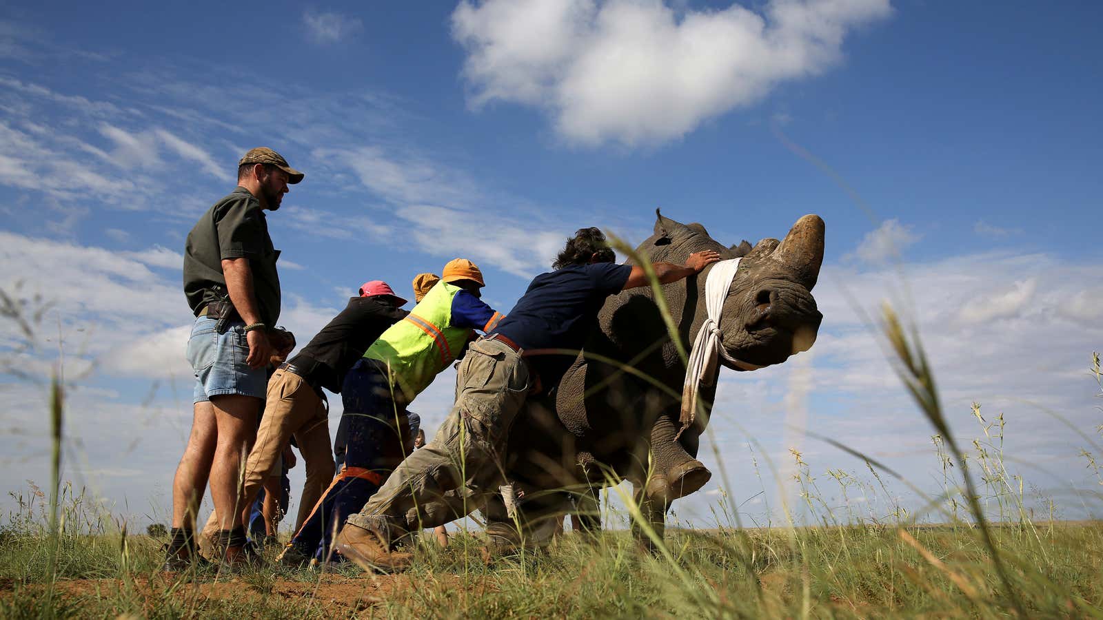Workers attempt to bring a tranquillised black rhino to the ground before dehorning, one of a number of ways conservationists and activists are trying to deter deter the poaching of one of the world’s endangered species, at a farm outside Klerksdorp, in the north west province, South Africa, February 24, 2016.