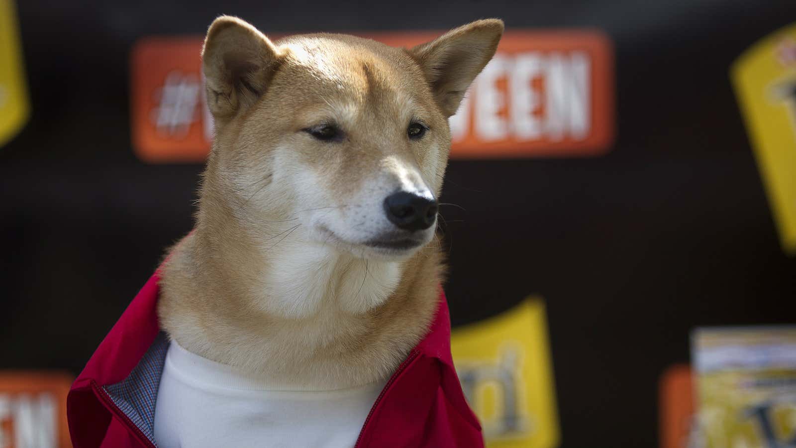The Shiba Inu is the mascot of competing meme coins Dogecoin and Shiba Inu coin.