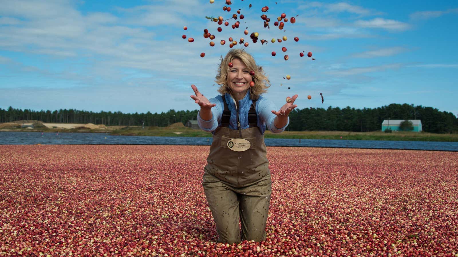 Host Samantha Brown frolics in a cranberry bog.