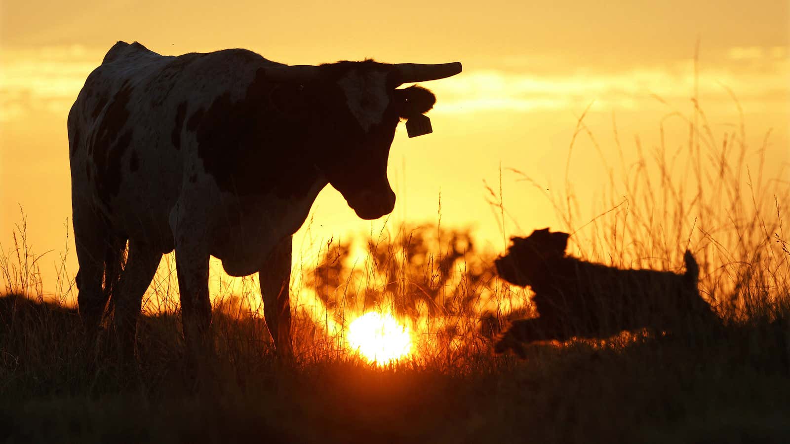The cow and the climate: more in touch than you thought.
