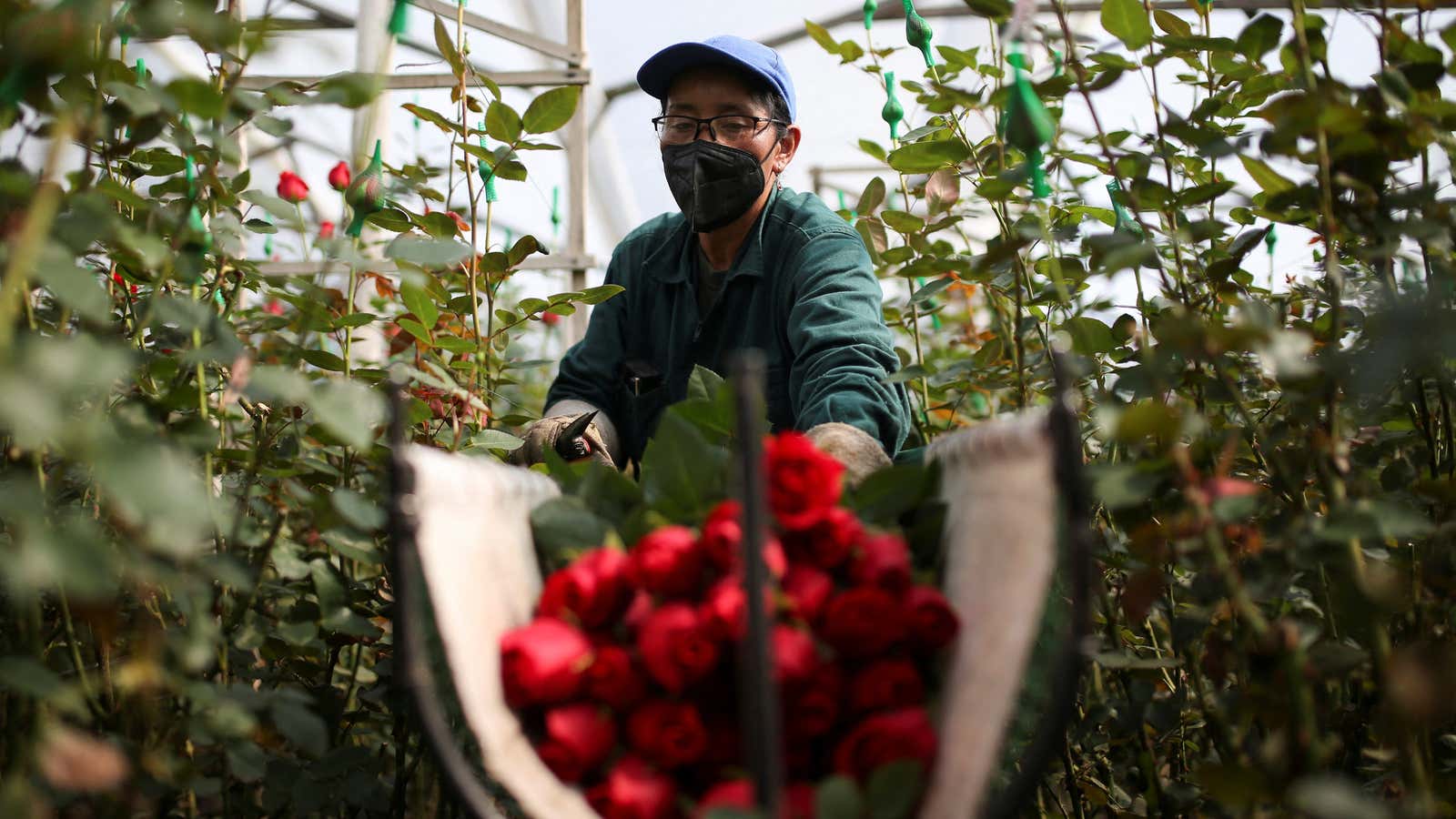 A farm worker cuts roses in a field in Colombia.