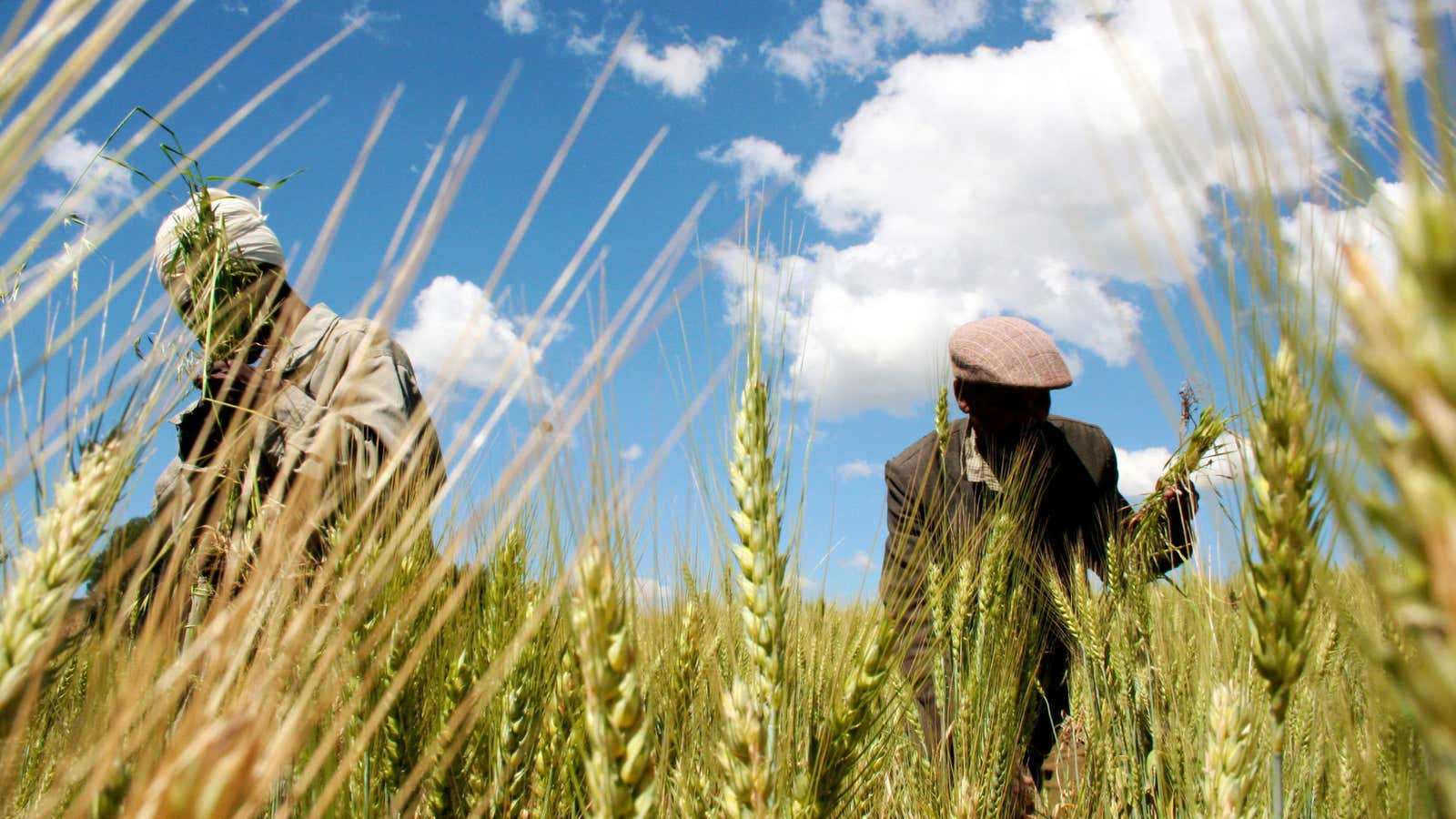 Ethiopian farmers collect wheat in Abay, north of Ethiopia’s capital Addis Ababa
