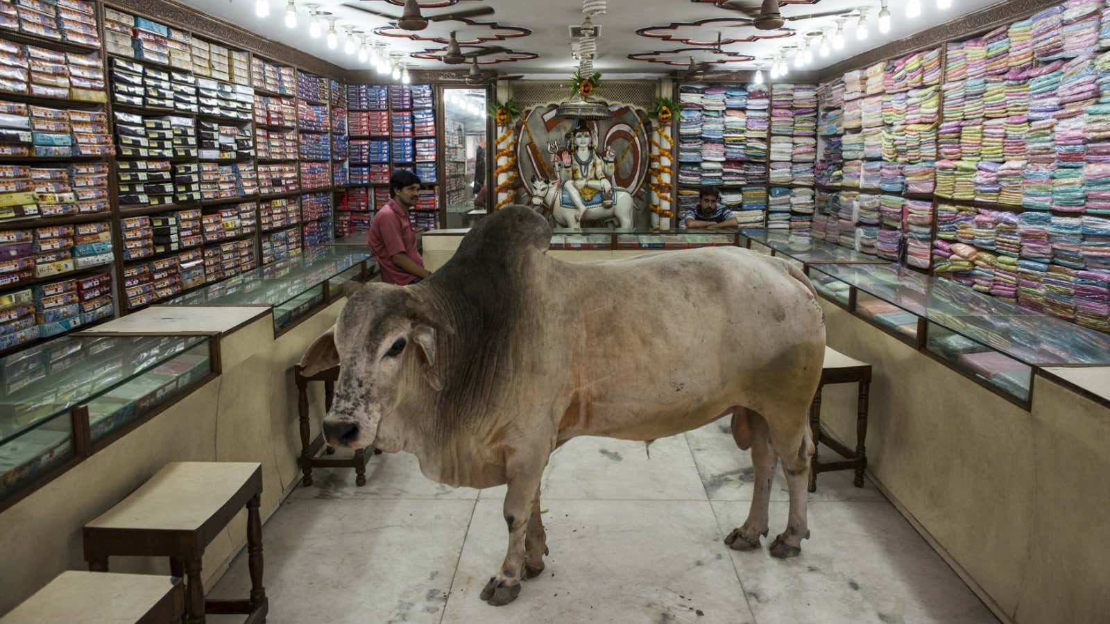 No bull in an Indian shop.