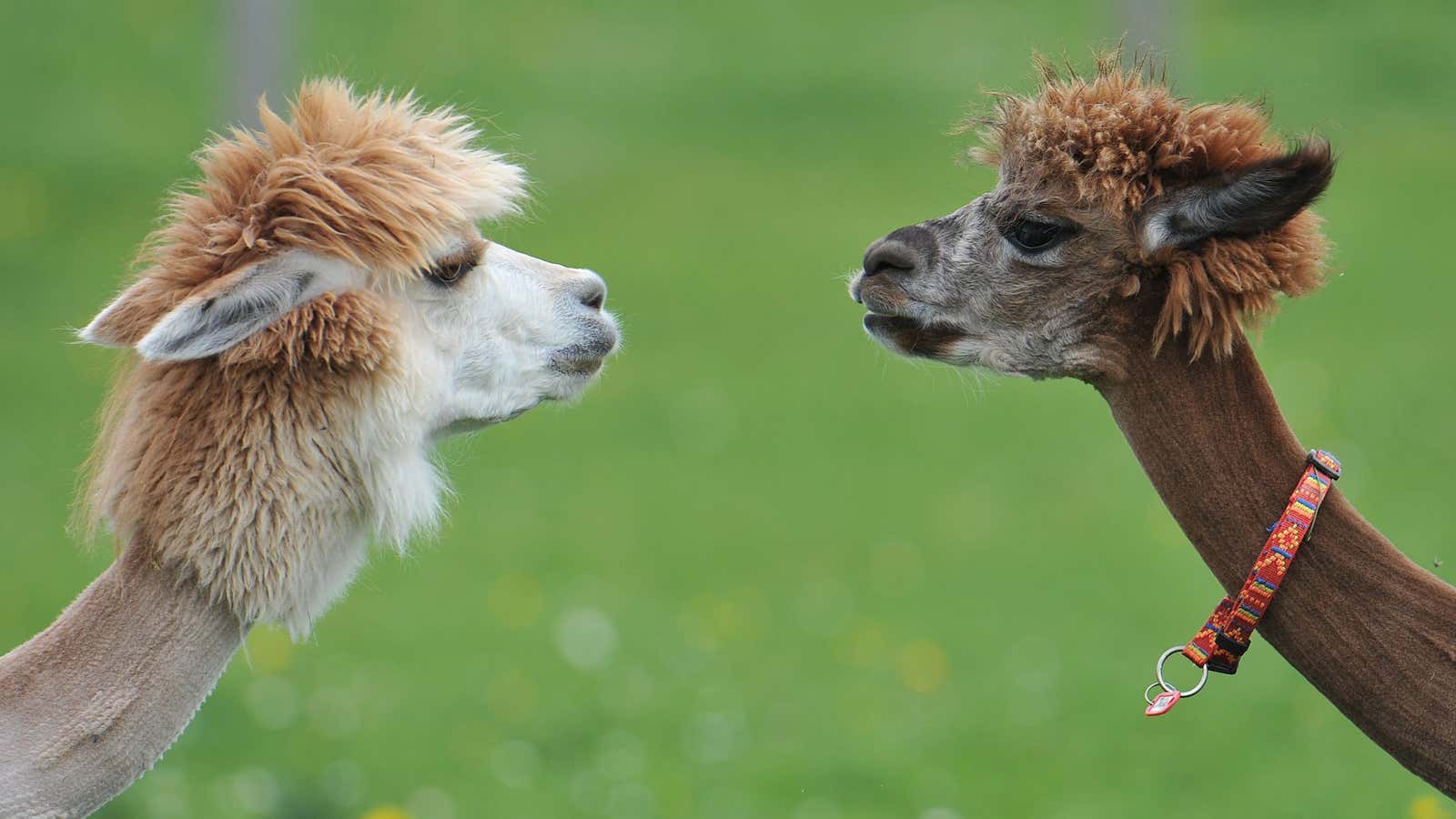 They’ll be wearing alpaca this fall. Will you?