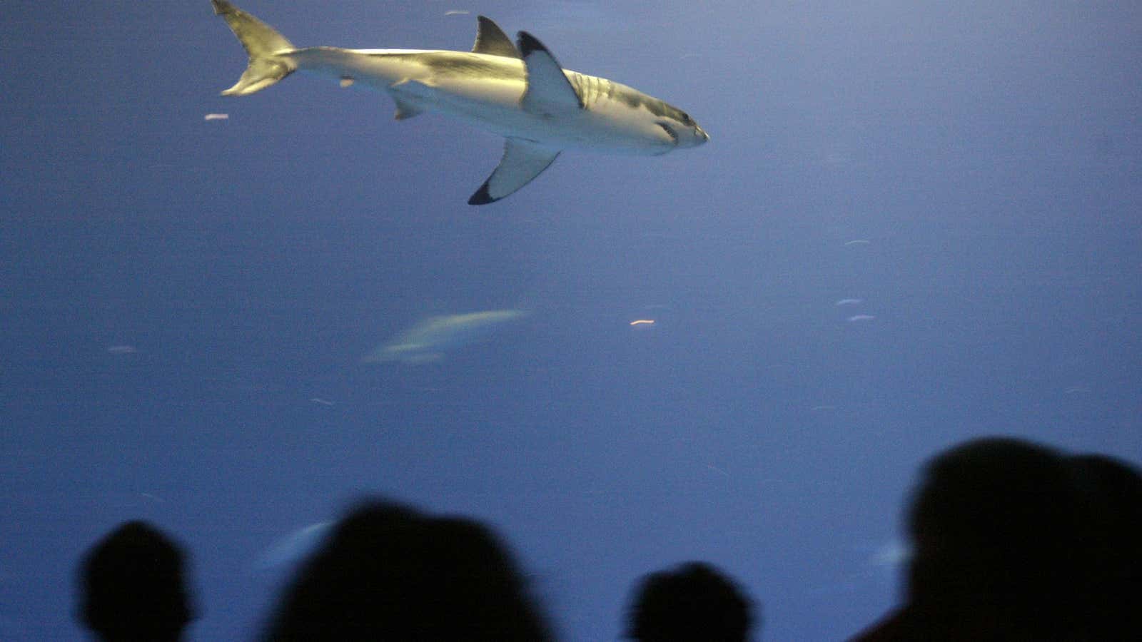 In 2004, the Monterey Bay Aquarium successfully kept a great white shark in captivity for more than 16 days.